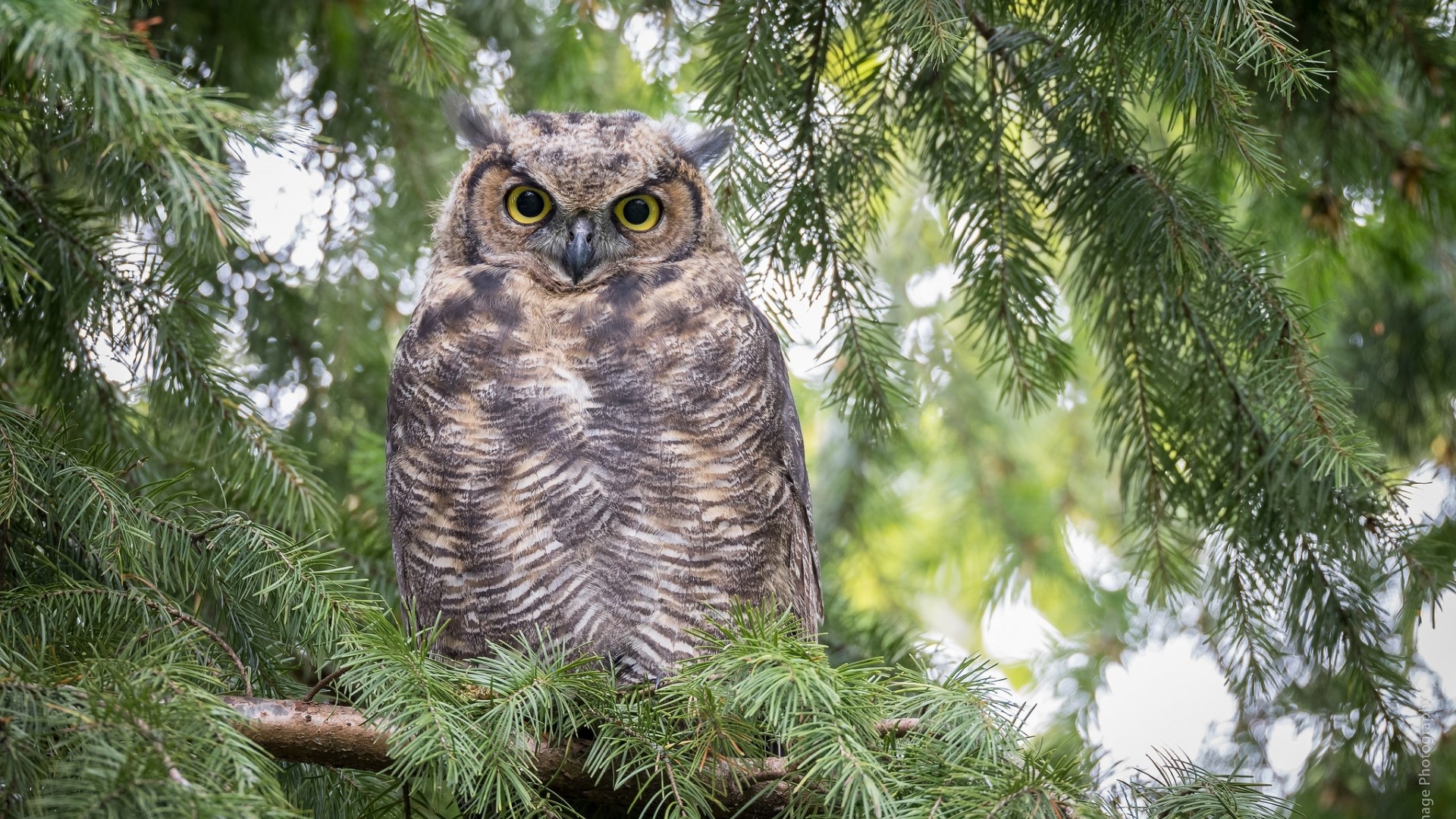 Great Horned Owl perched on a pine tree HD Wallpaper