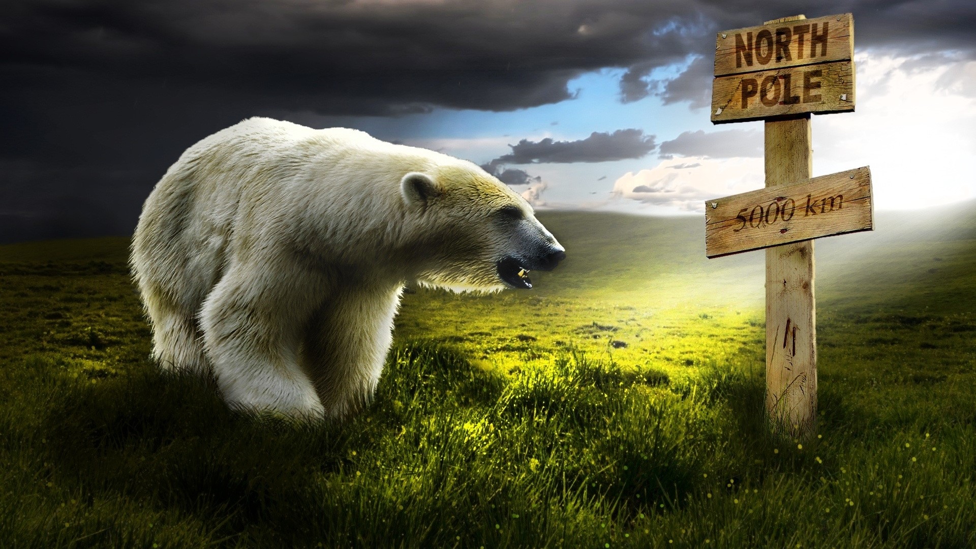 Polar bear near North Pole sign HD Wallpaper