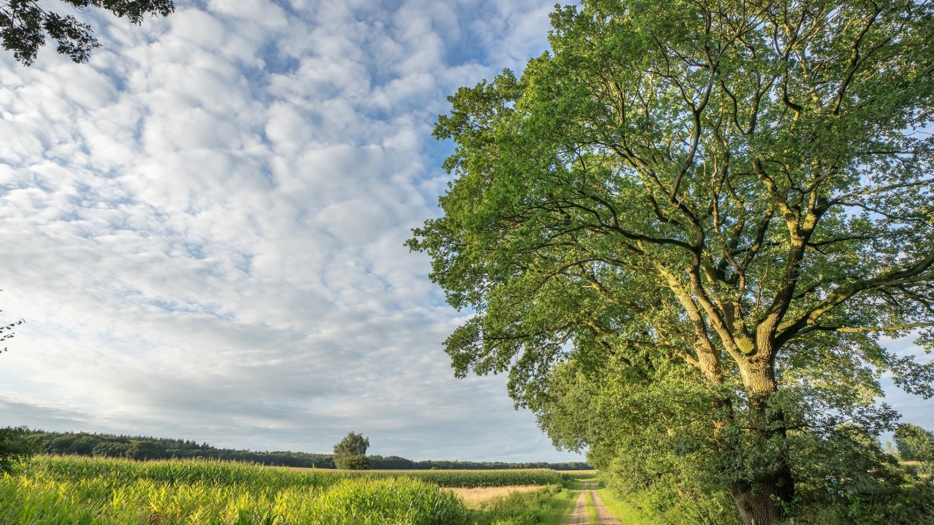 A dirt road passes by a cornfield and a large tree under a cloudy sky. HD Wallpaper