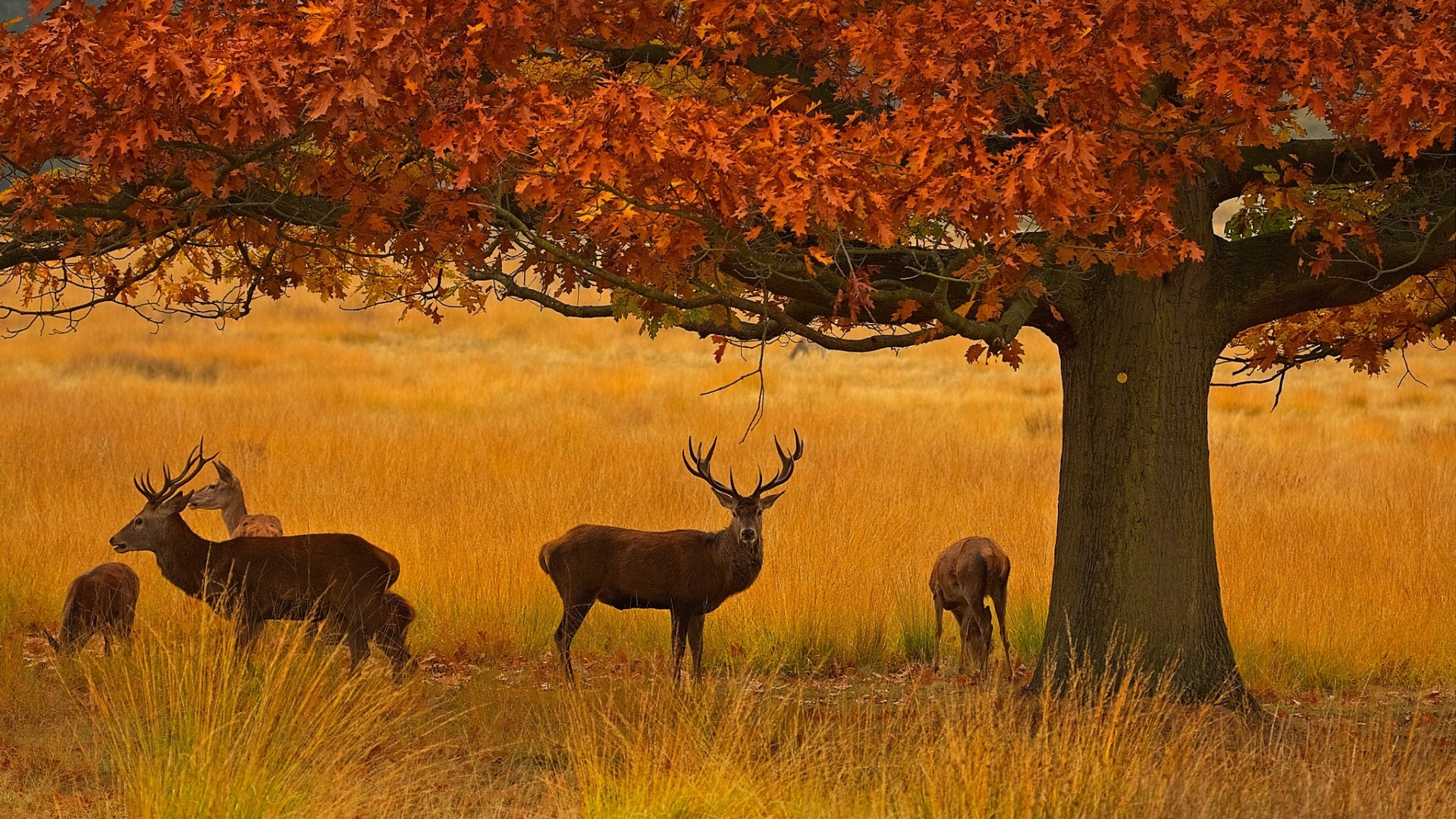 Deer under an autumn tree HD Wallpaper