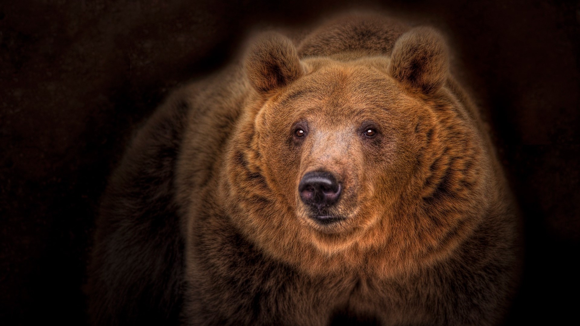 Close-up of a brown bear's face HD Wallpaper