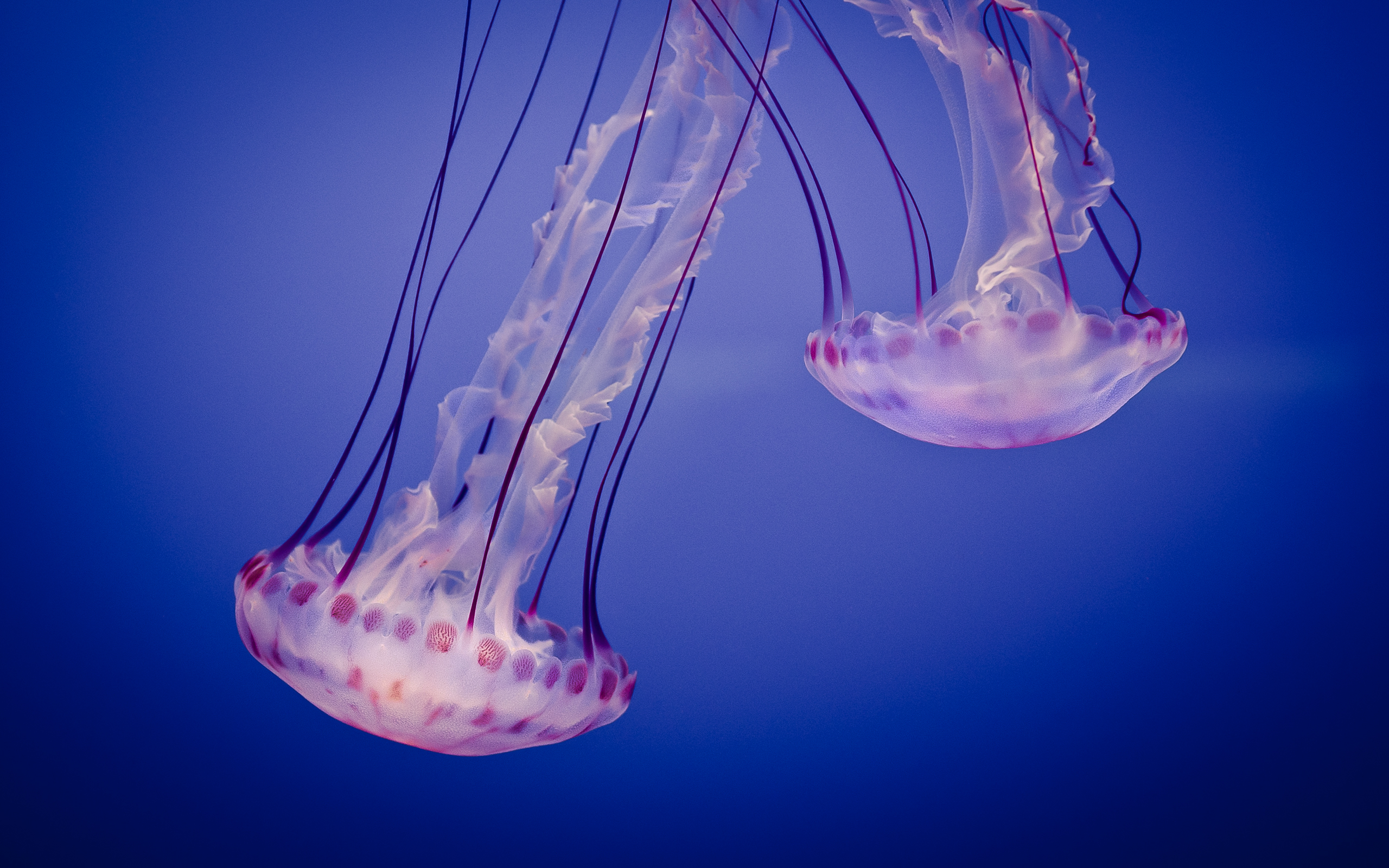 Two jellyfish in blue water HD Wallpaper