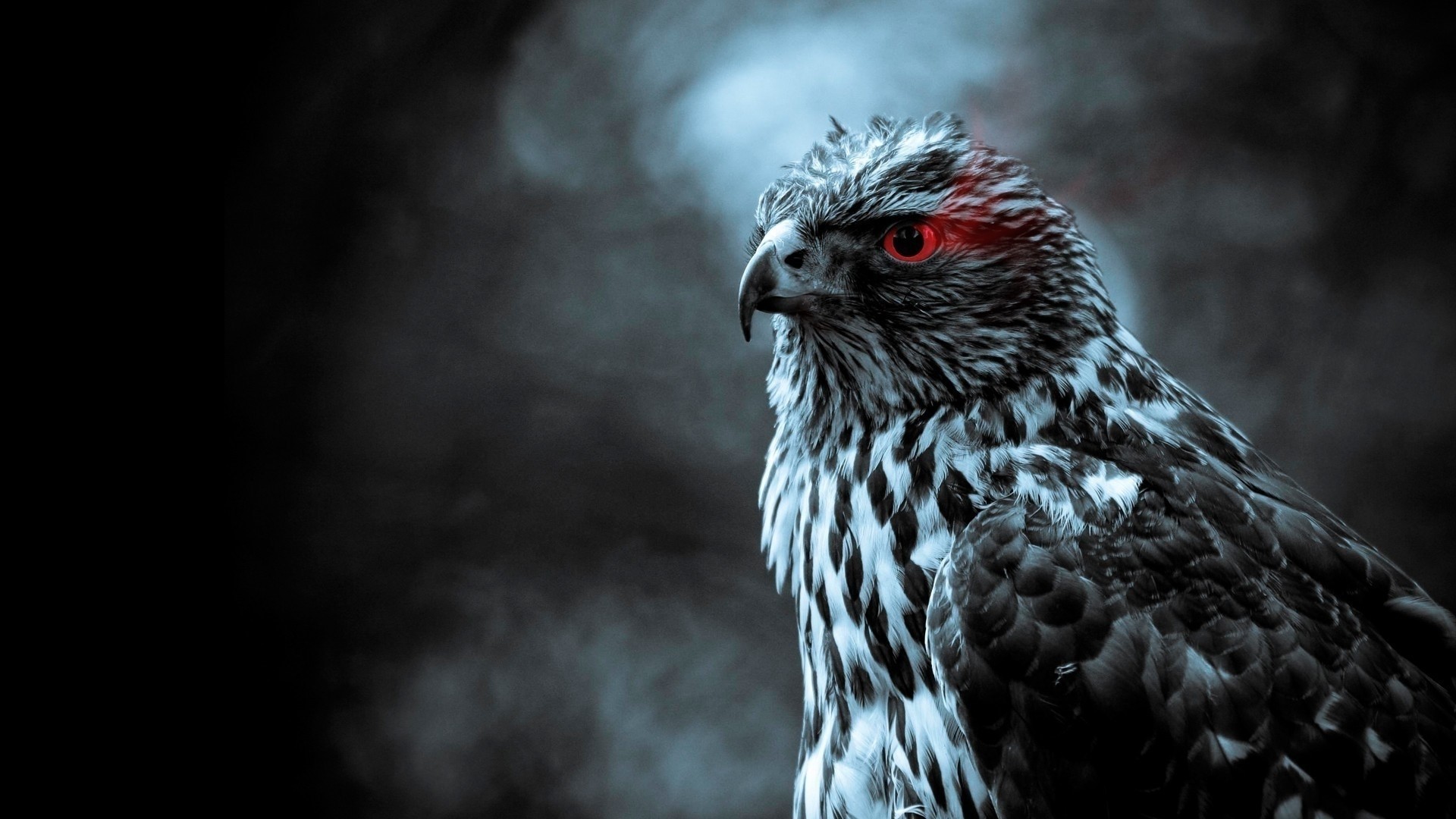 Close-up of a hawk with red eyes HD Wallpaper