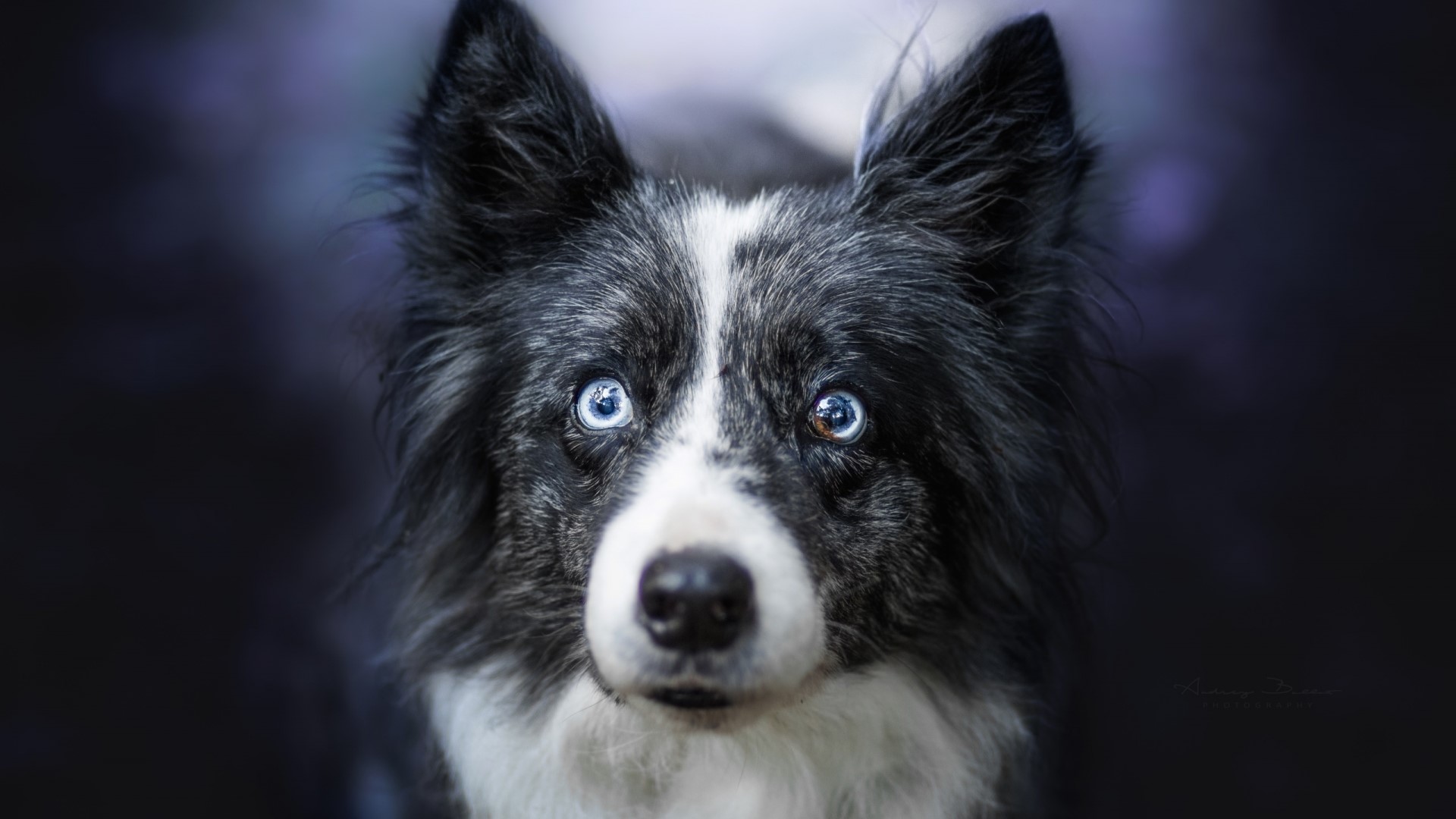 Border Collie Dog with Blue Eyes HD Wallpaper