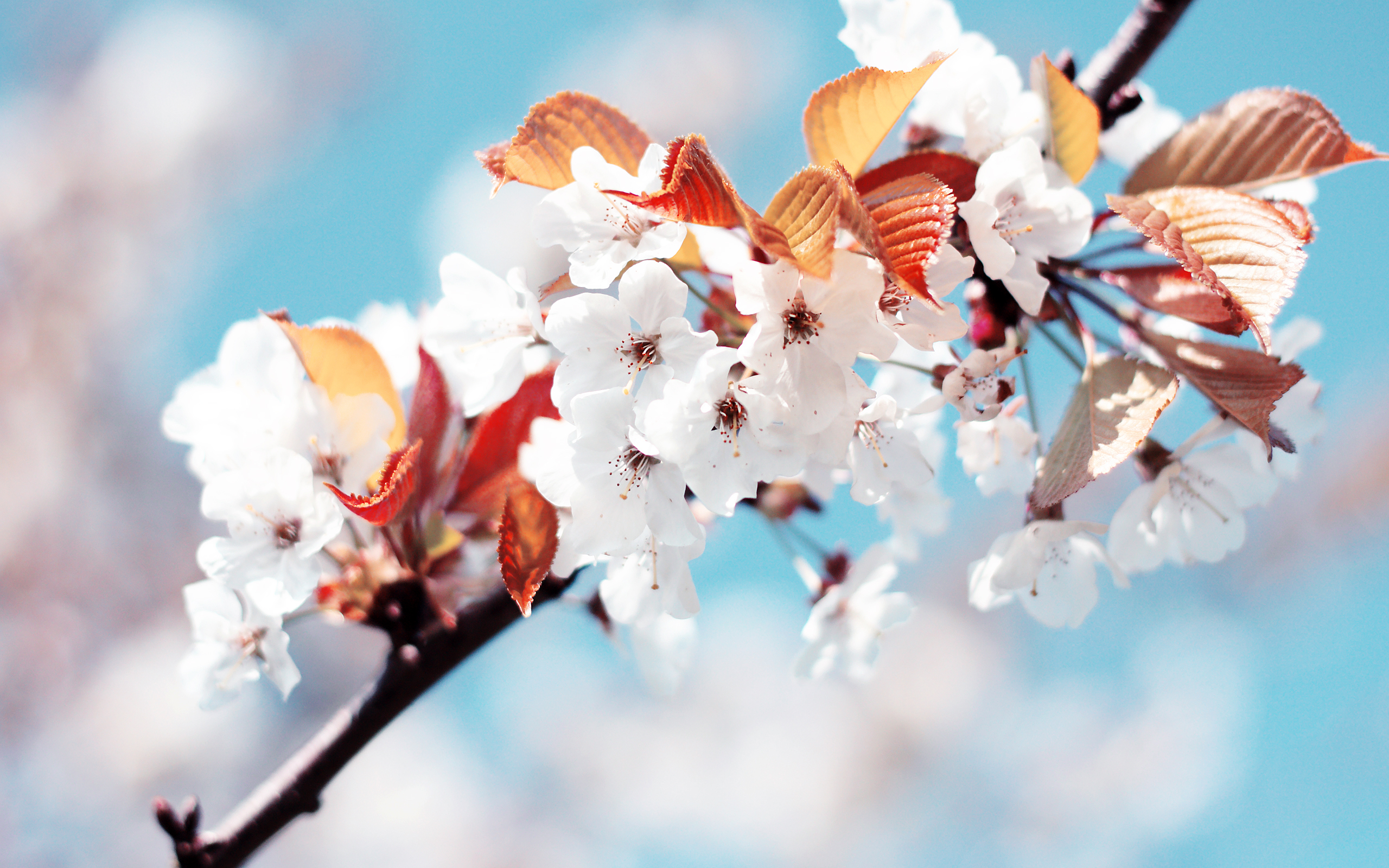 Cherry blossoms and leaves on a branch HD Wallpaper
