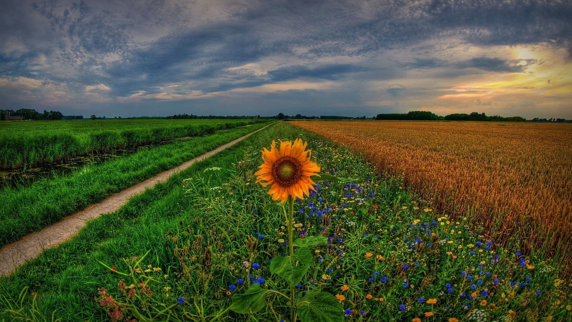 Sunflower in a field at sunset HD Wallpaper