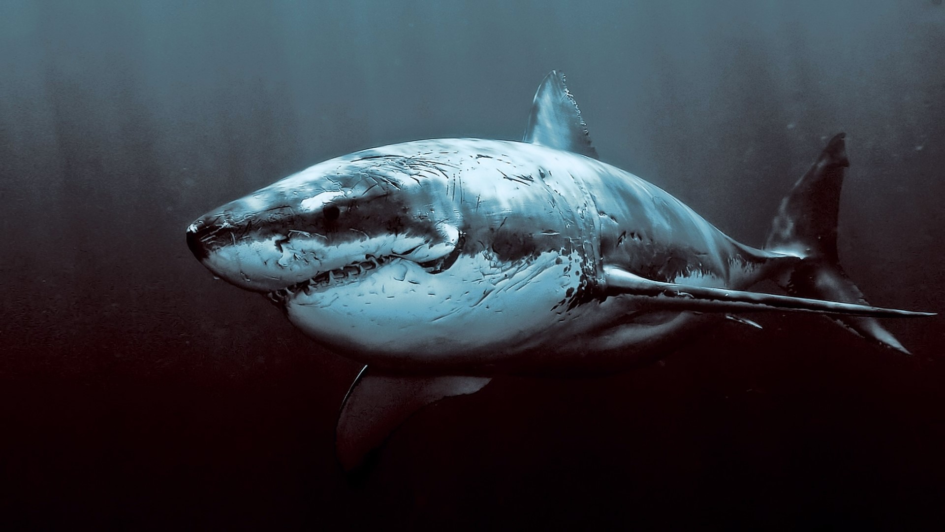 Great White Shark Underwater HD Wallpaper