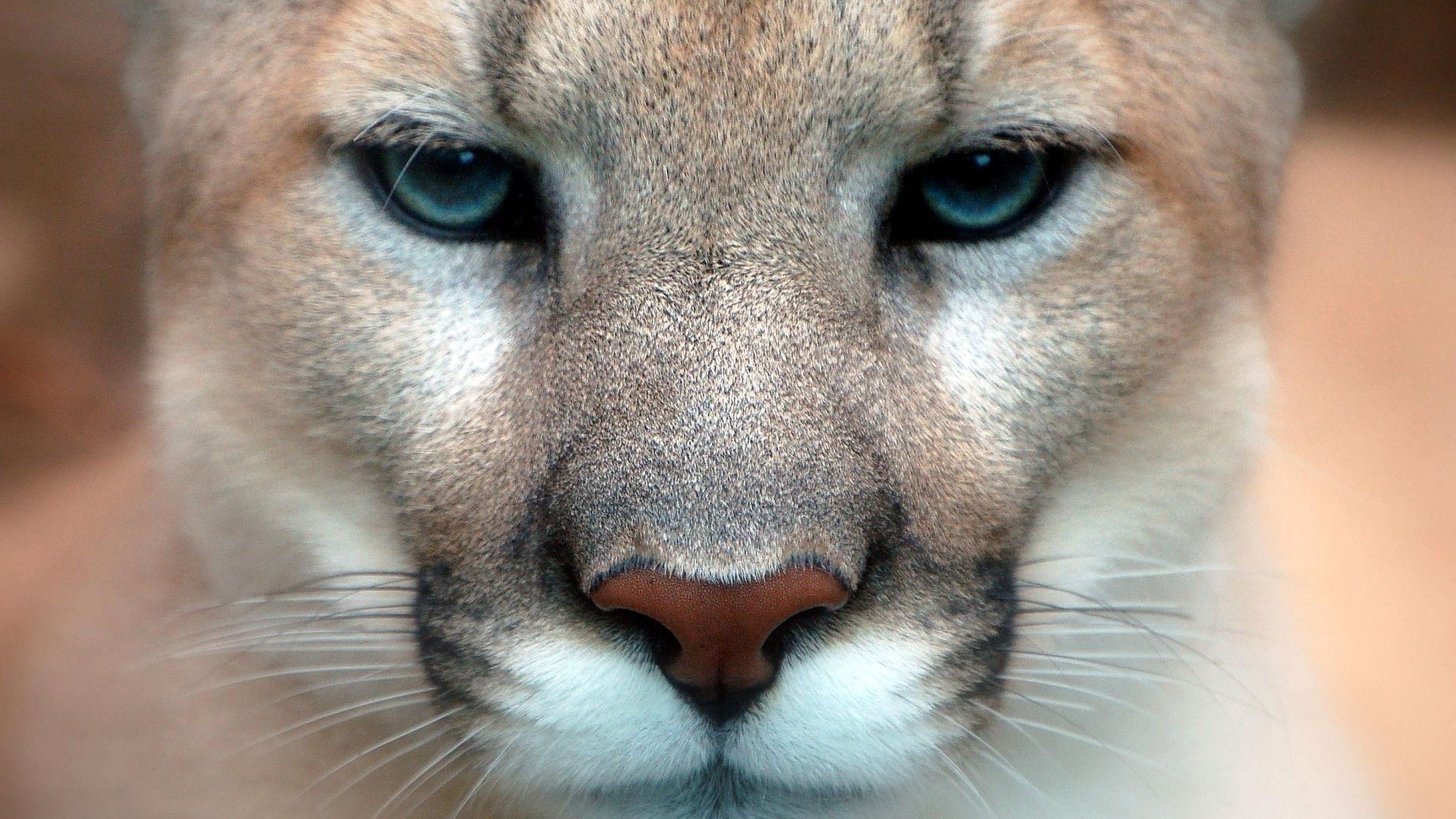 Close-up of a Puma's Face HD Wallpaper