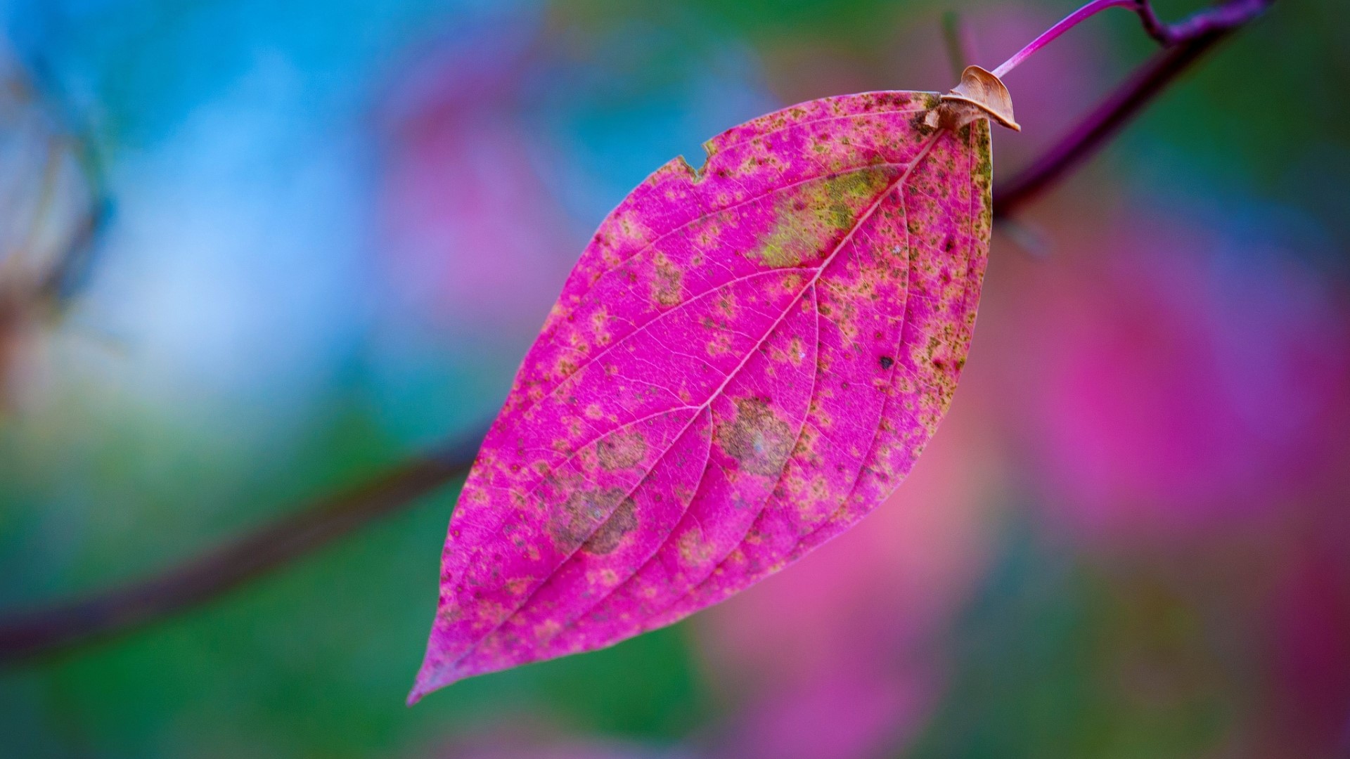 Close-up of a pink leaf with brown spots HD Wallpaper