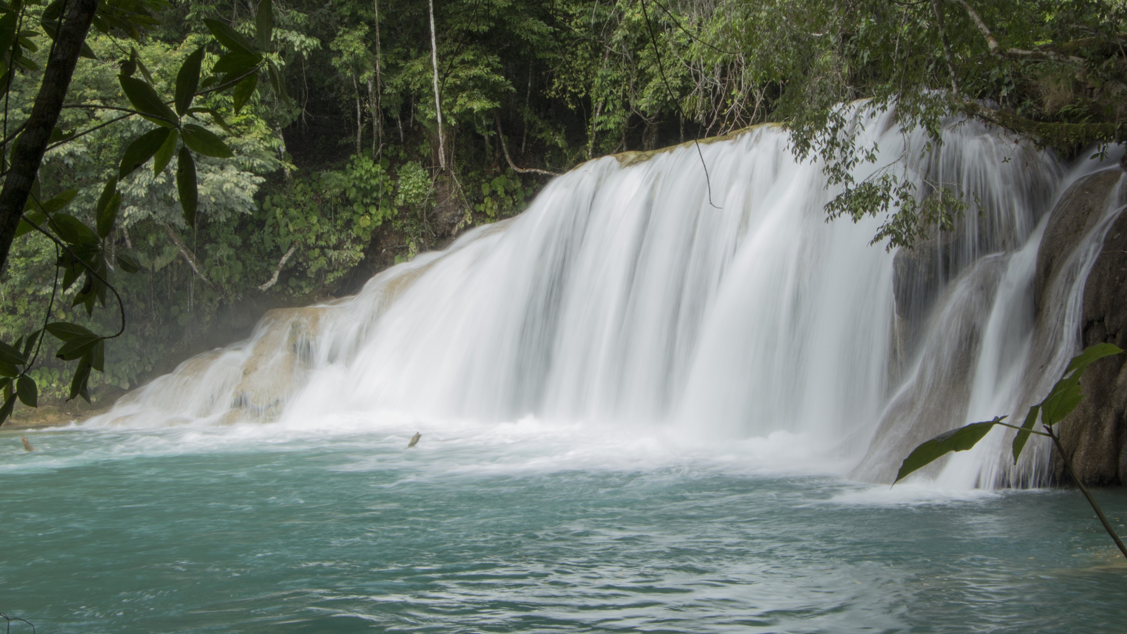 4K Waterfall in a Lush Forest HD Wallpaper