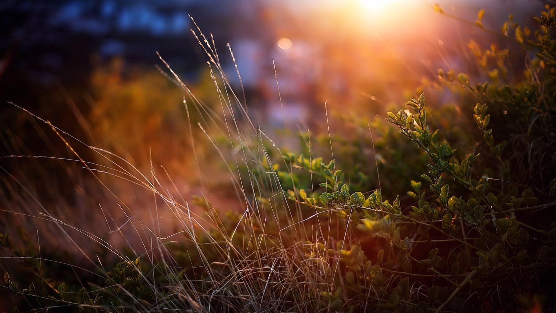 Sunlight on grass and plants HD Wallpaper