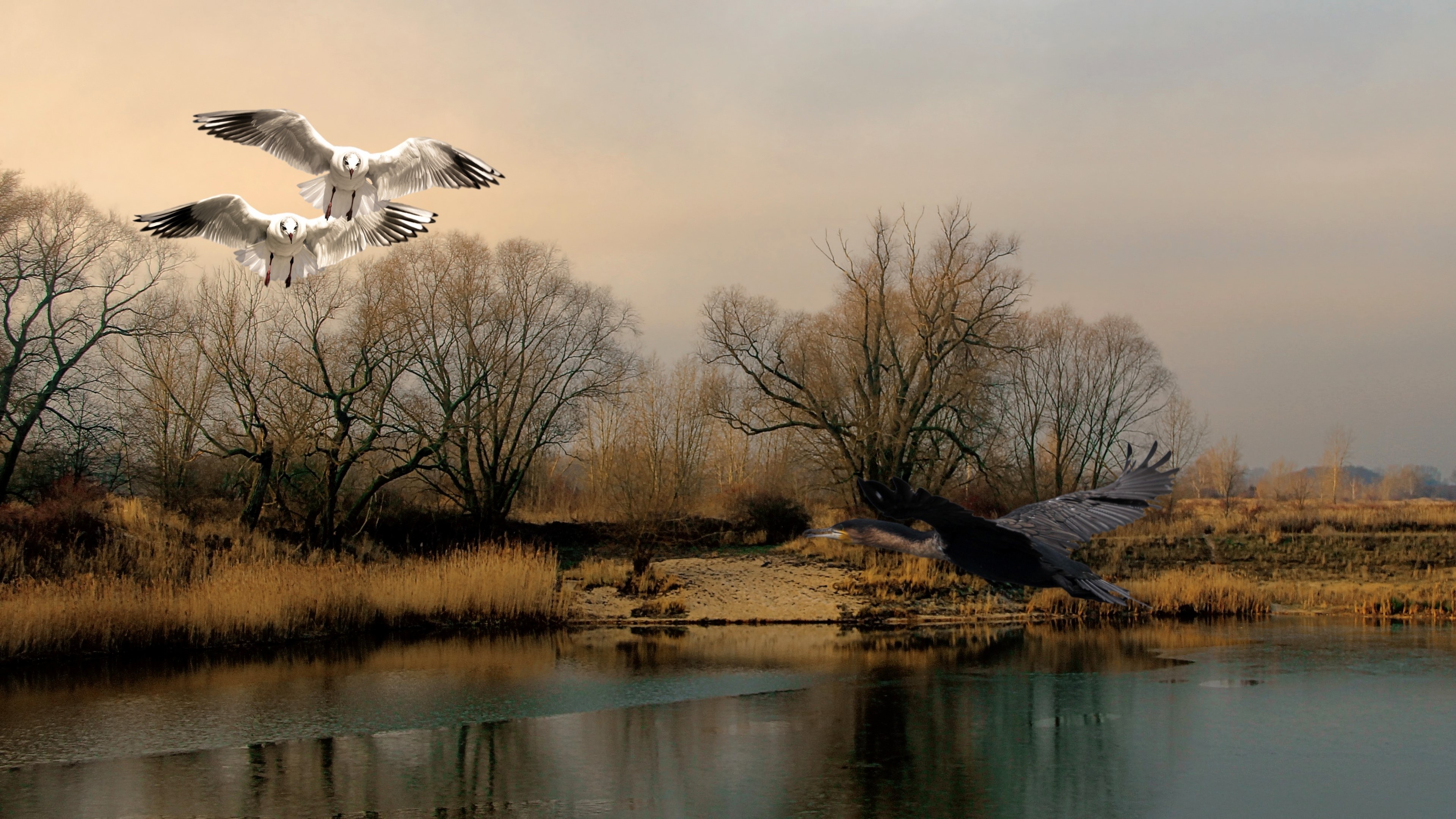 4K Fall Birds Flying Over Water HD Wallpaper