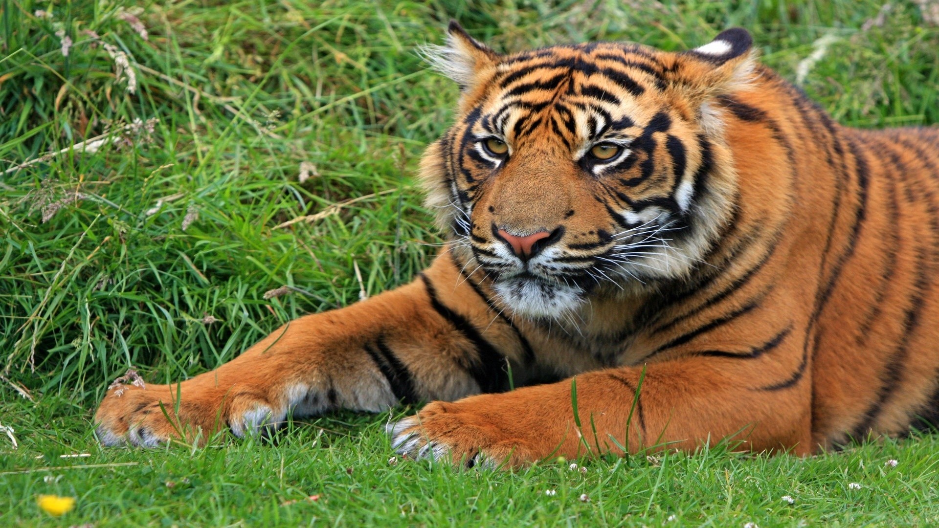 Tiger lying in green grass HD Wallpaper