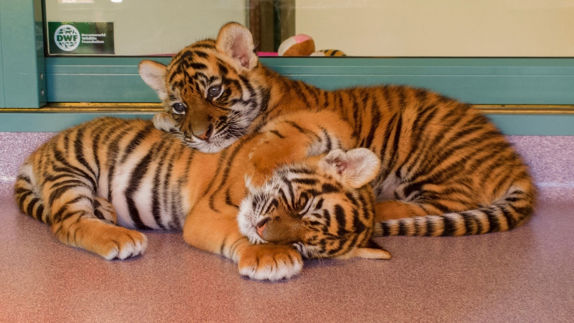 Two tiger cubs cuddling together HD Wallpaper