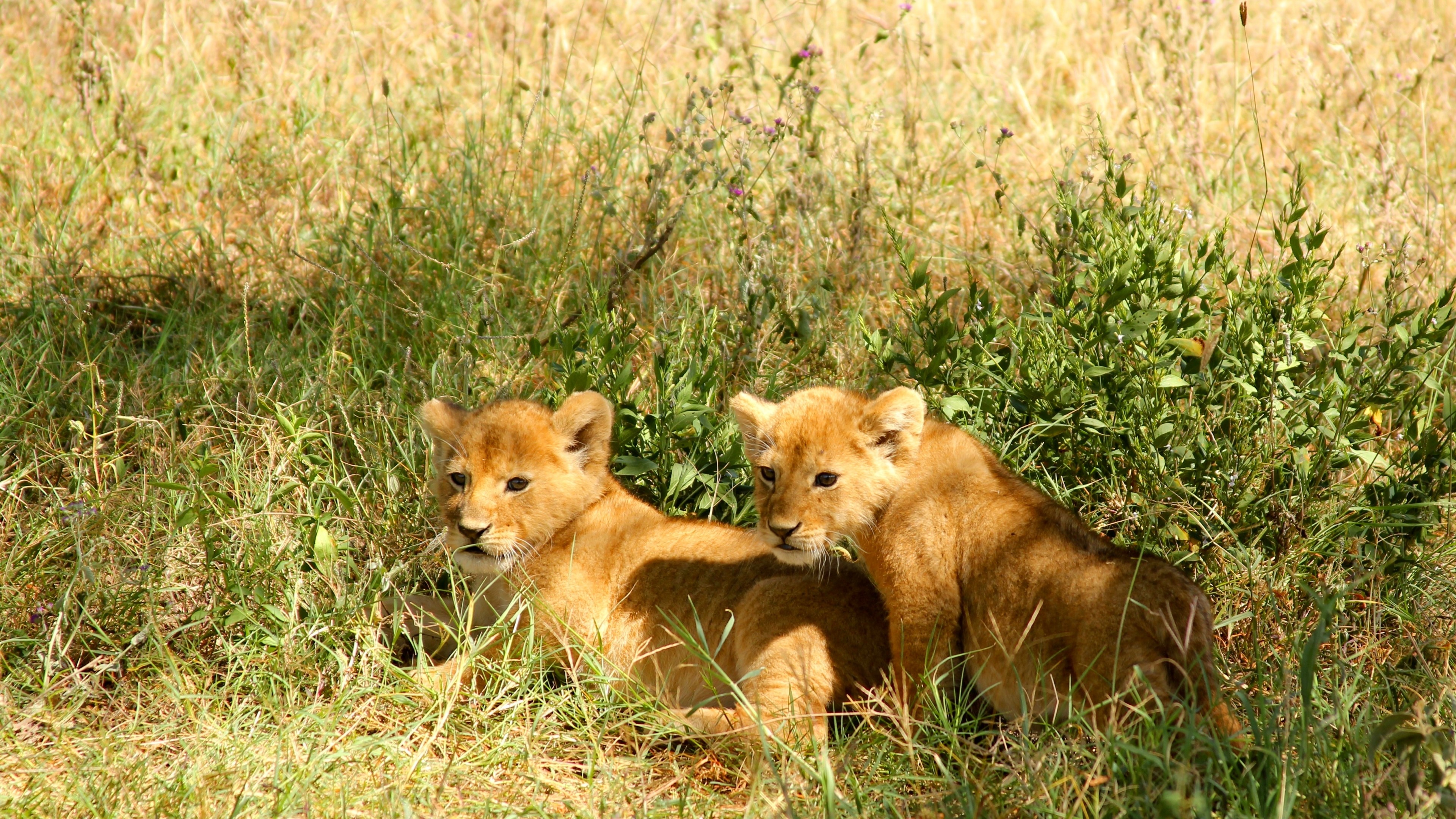 4K Lion Cubs in Grass HD Wallpaper