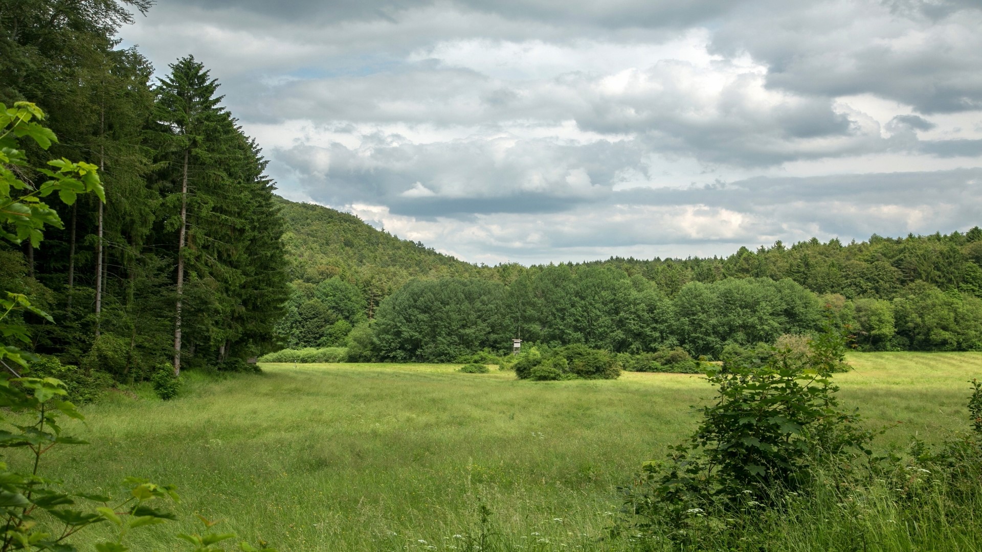 Green meadow and forest under cloudy sky HD Wallpaper