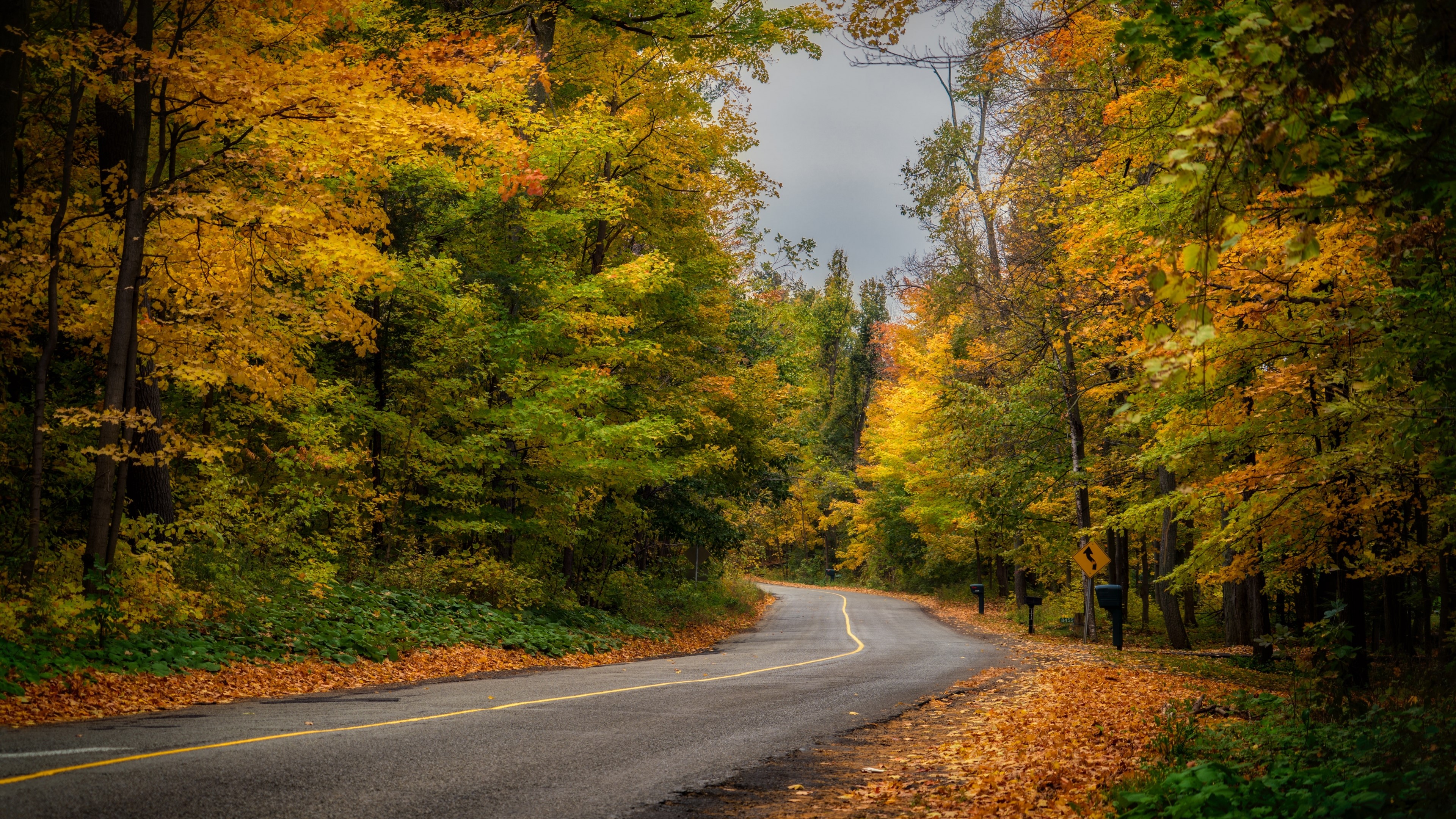 4K Fall Road Through Autumn Forest HD Wallpaper