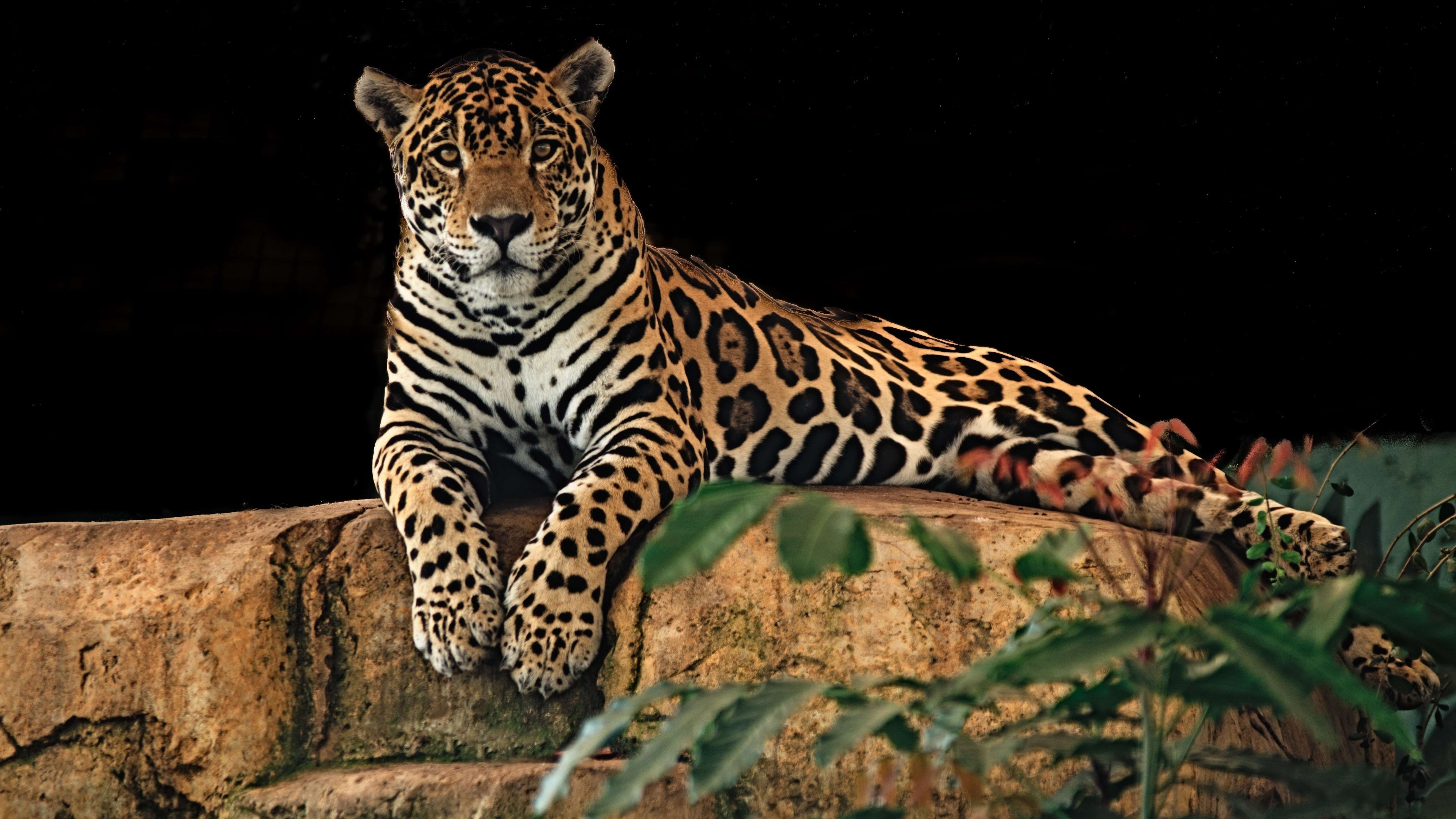 4K Jaguar on a rock HD Wallpaper