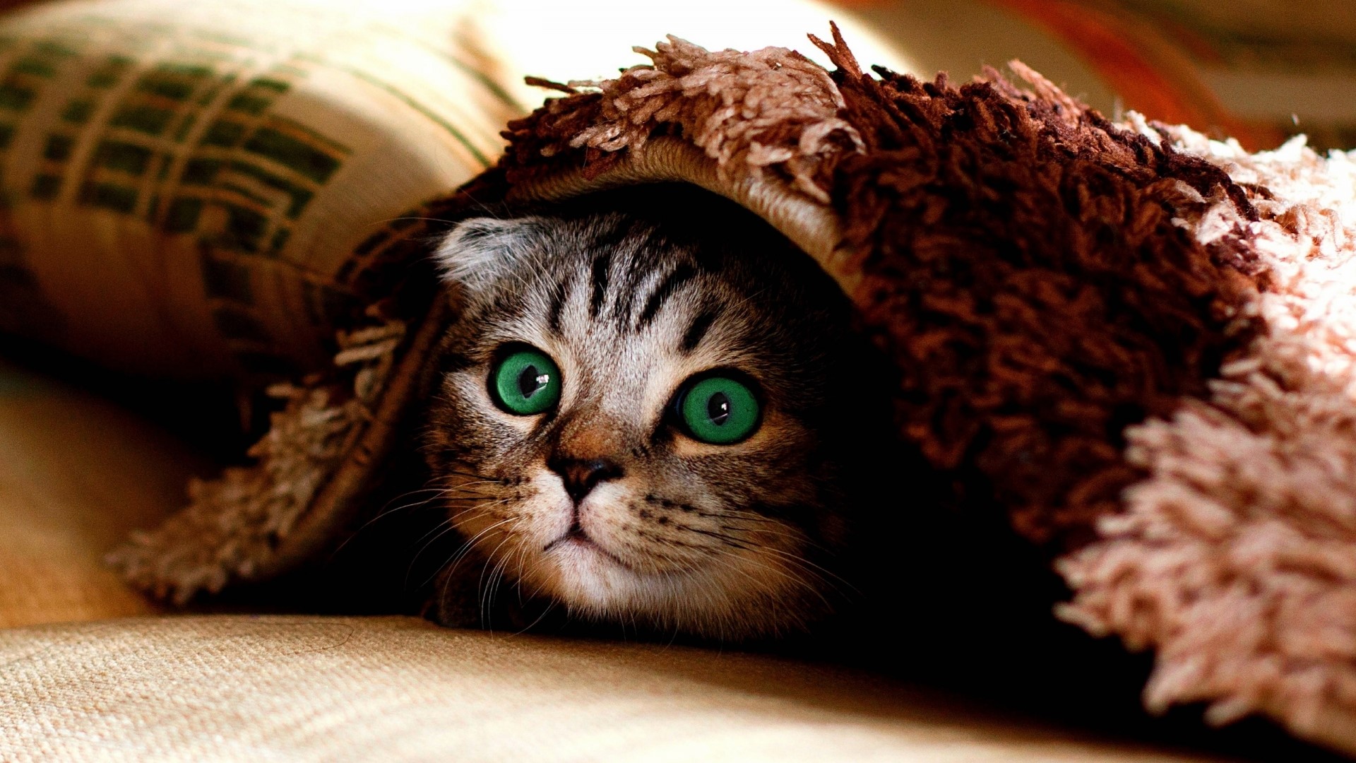 Cat hiding under a blanket HD Wallpaper