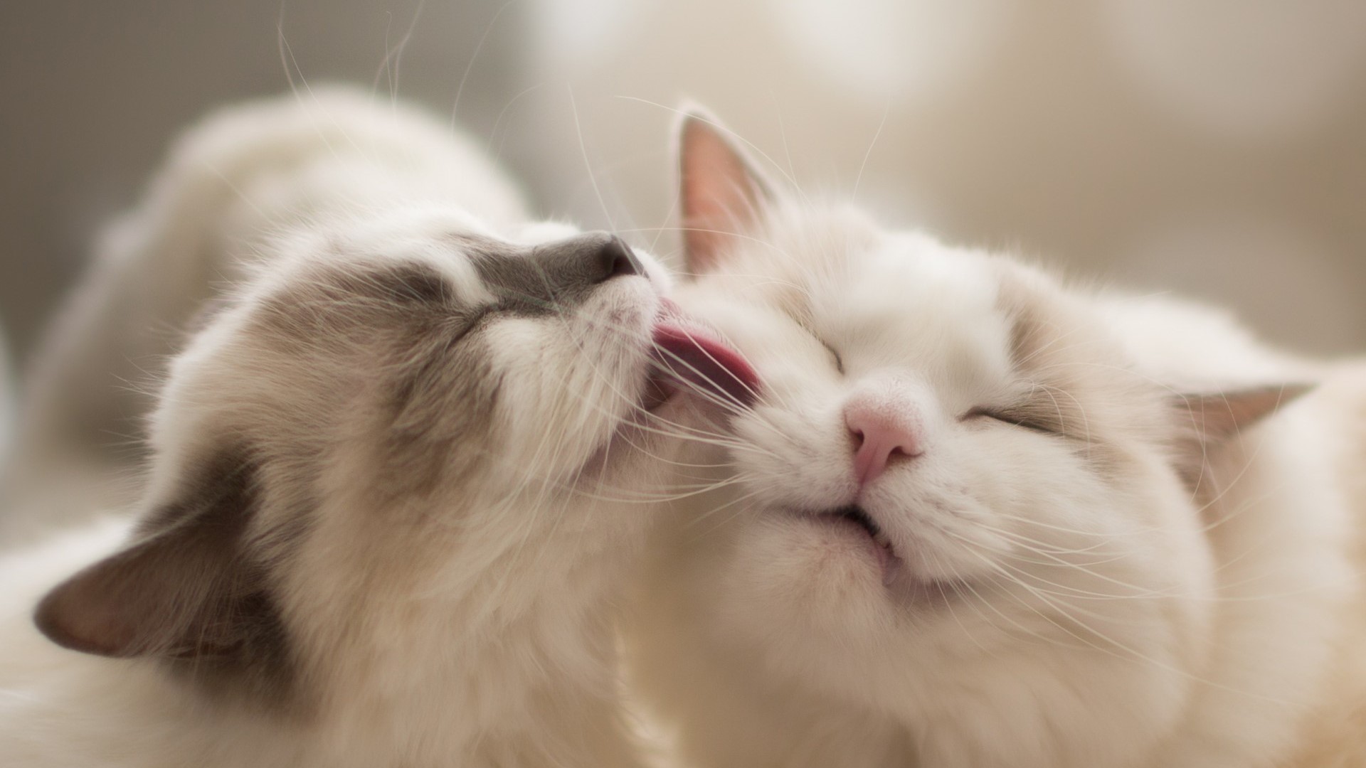 Two cats grooming each other HD Wallpaper