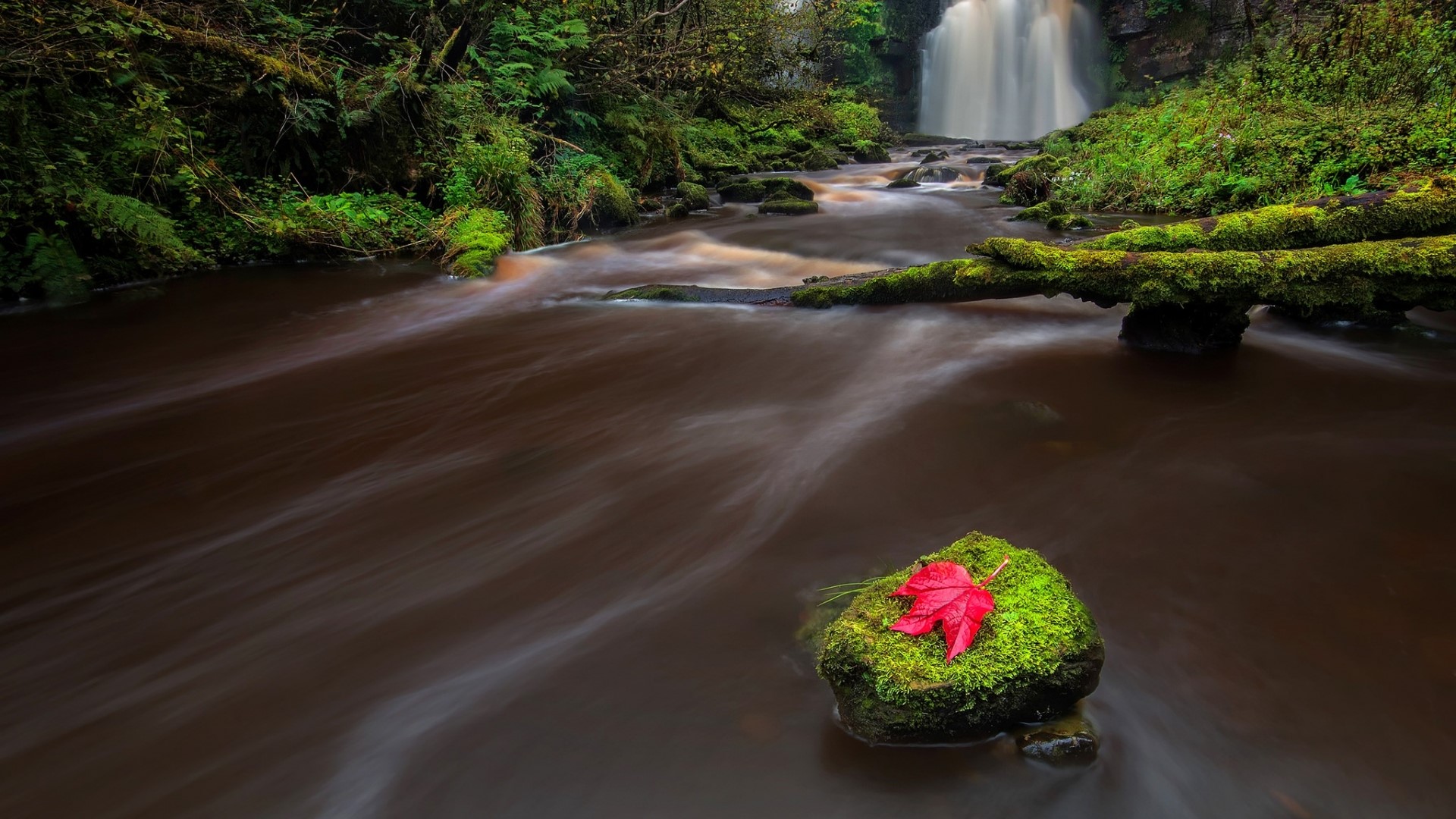 Waterfall in a Mossy Forest with Red Leaf HD Wallpaper