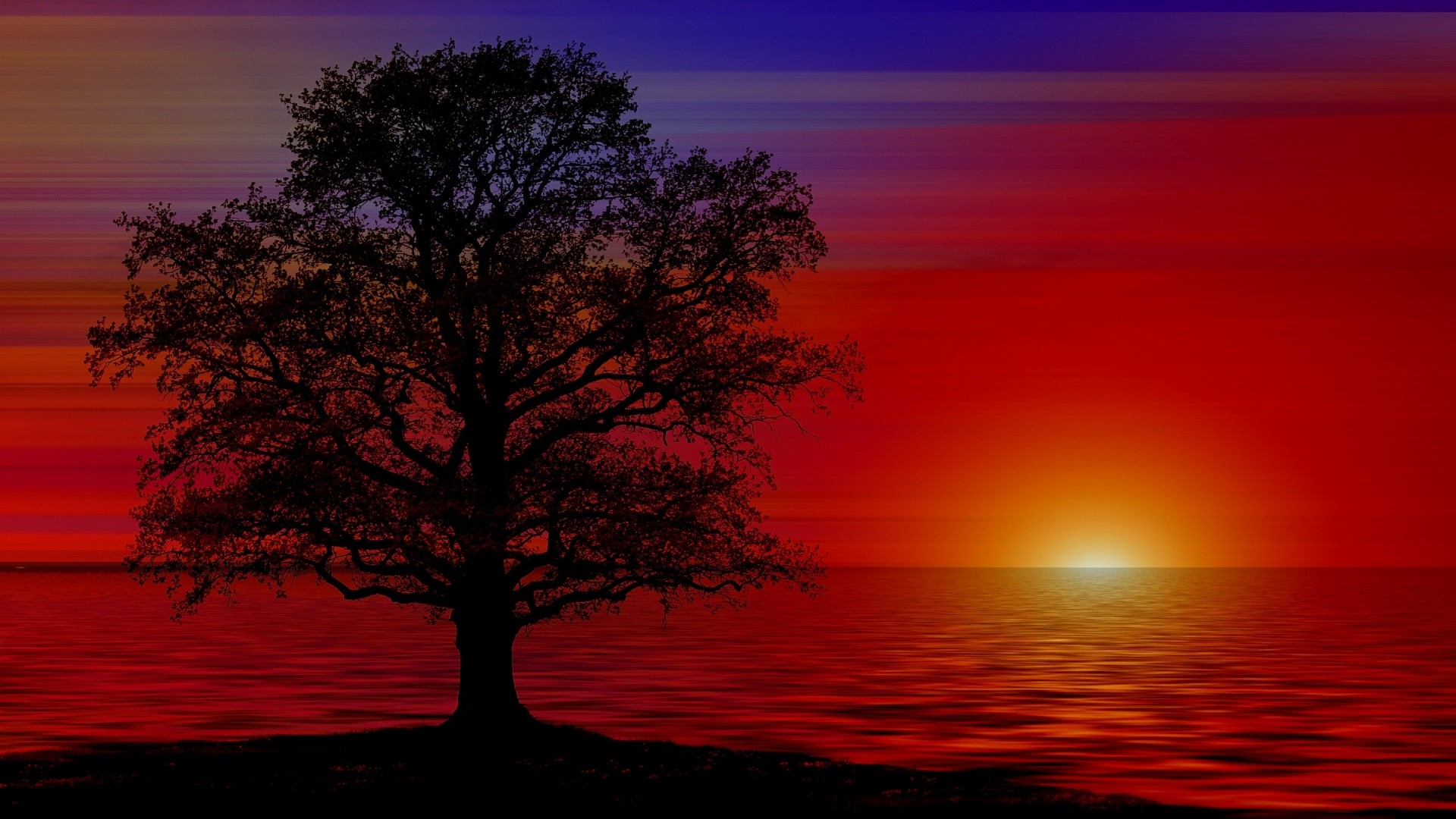 Silhouette of a tree by the ocean at sunset HD Wallpaper