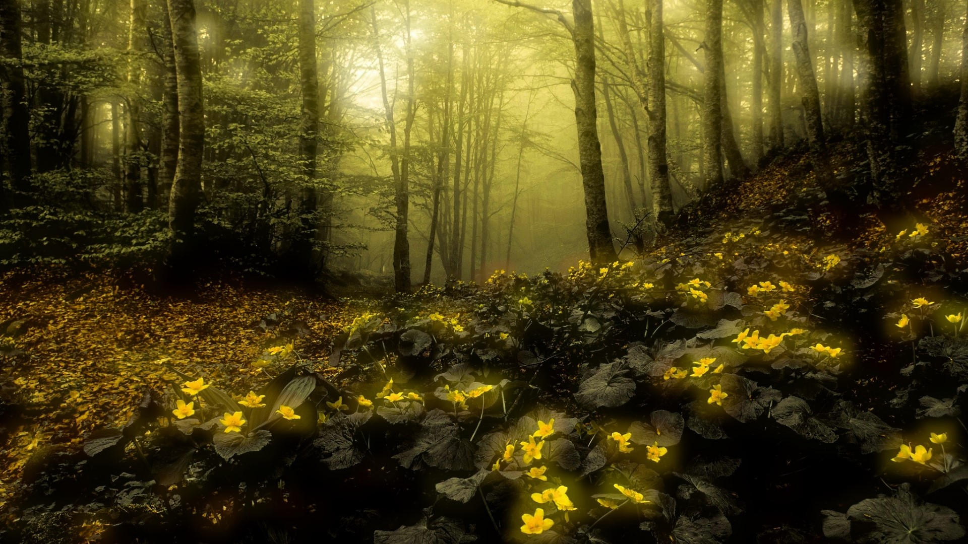 Yellow flowers in a misty forest HD Wallpaper