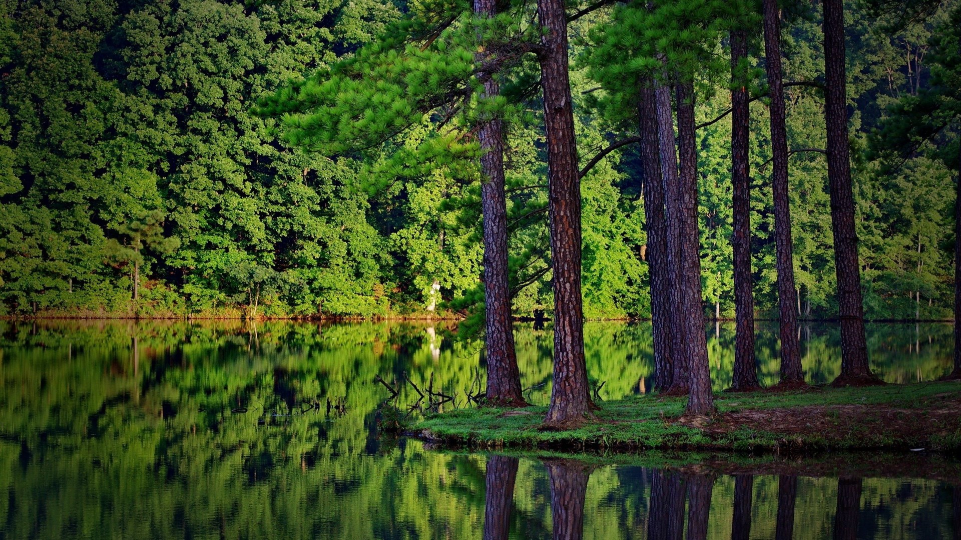 Tall pine trees reflected in a calm lake surrounded by a dense forest HD Wallpaper
