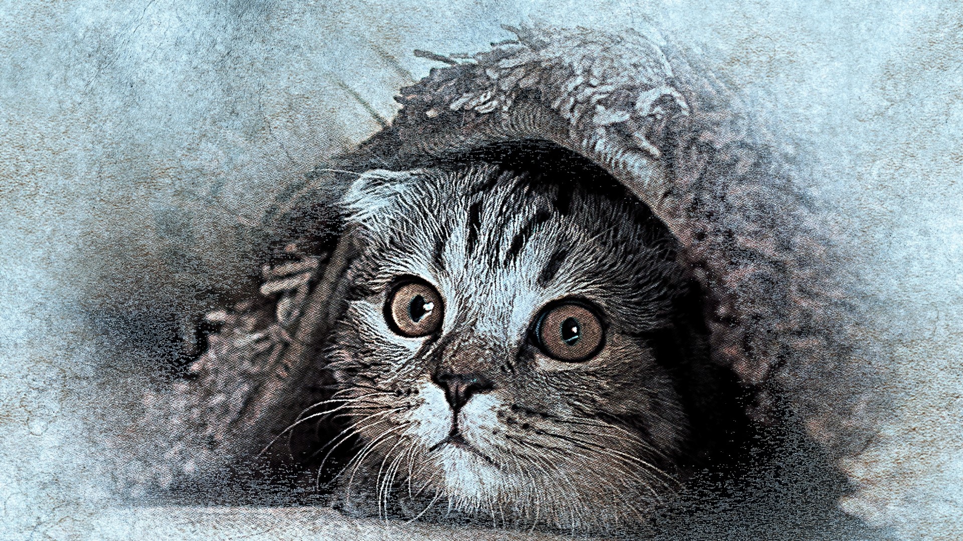 Close-up of a Pallas's cat peeking out from a burrow HD Wallpaper