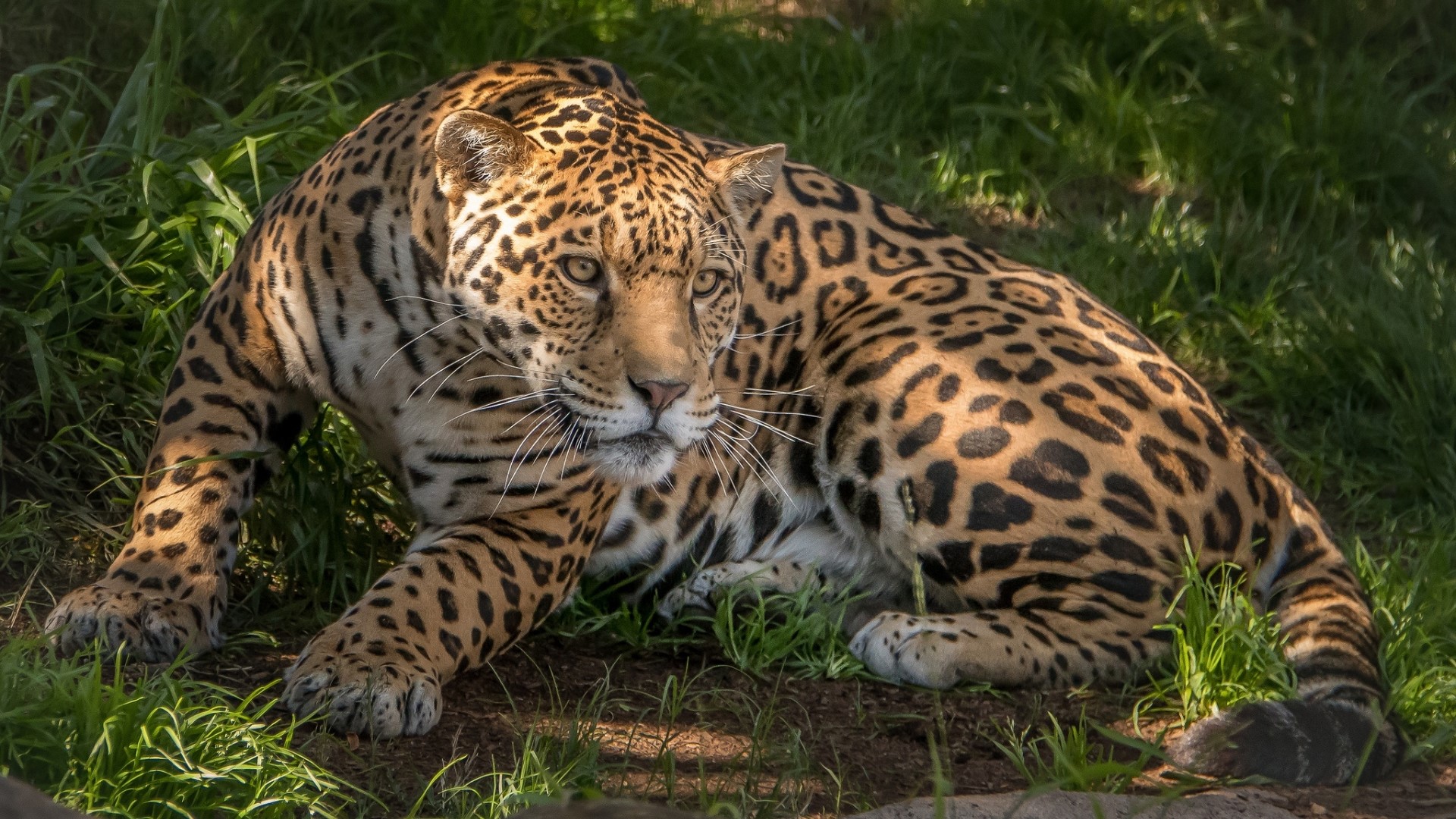Jaguar resting in grass HD Wallpaper