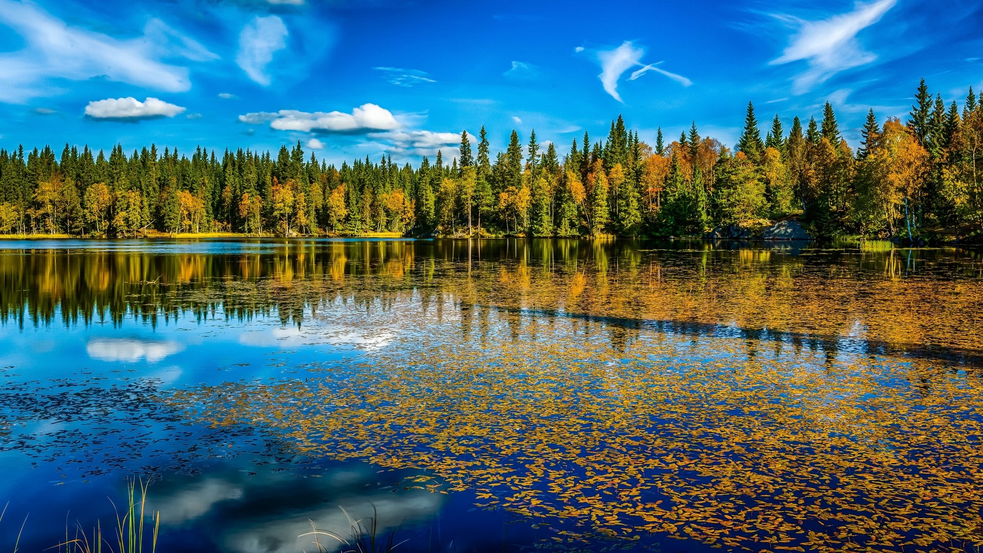 Lake and Forest in Autumn HD Wallpaper
