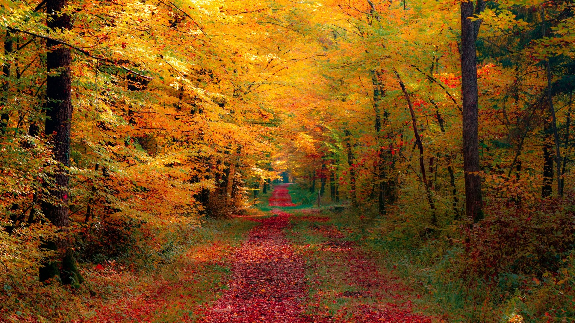 Autumn forest path with colorful leaves HD Wallpaper