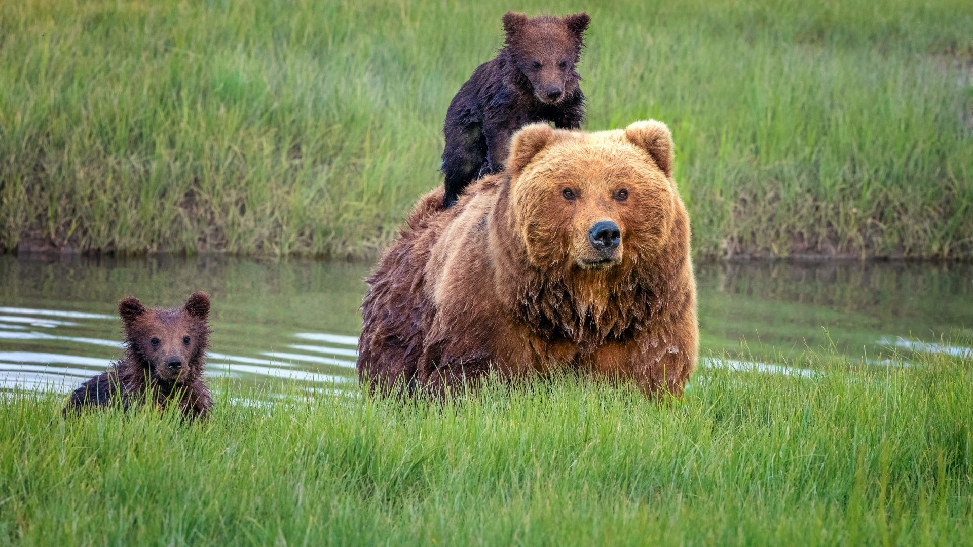 She-bear with two cubs in a grassy marsh HD Wallpaper