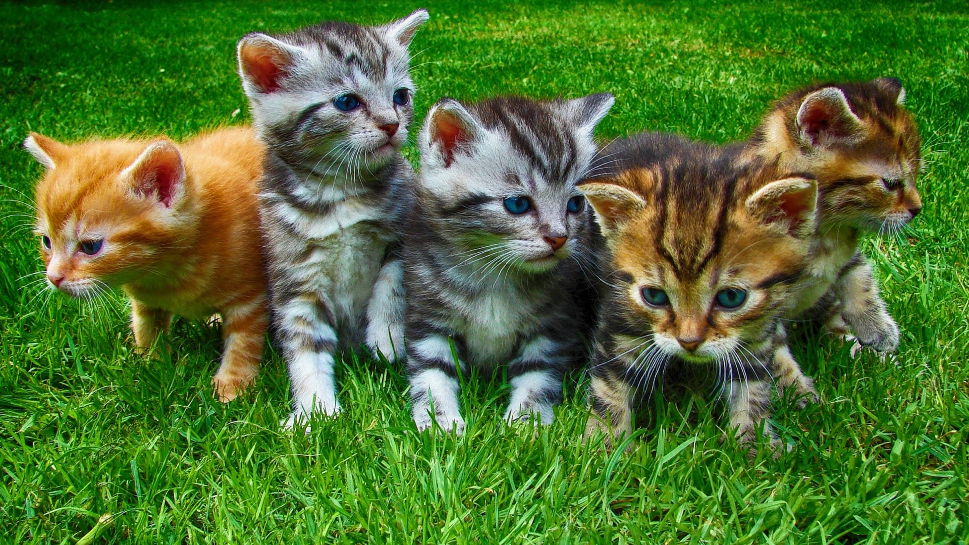Five Kittens on Green Grass HD Wallpaper
