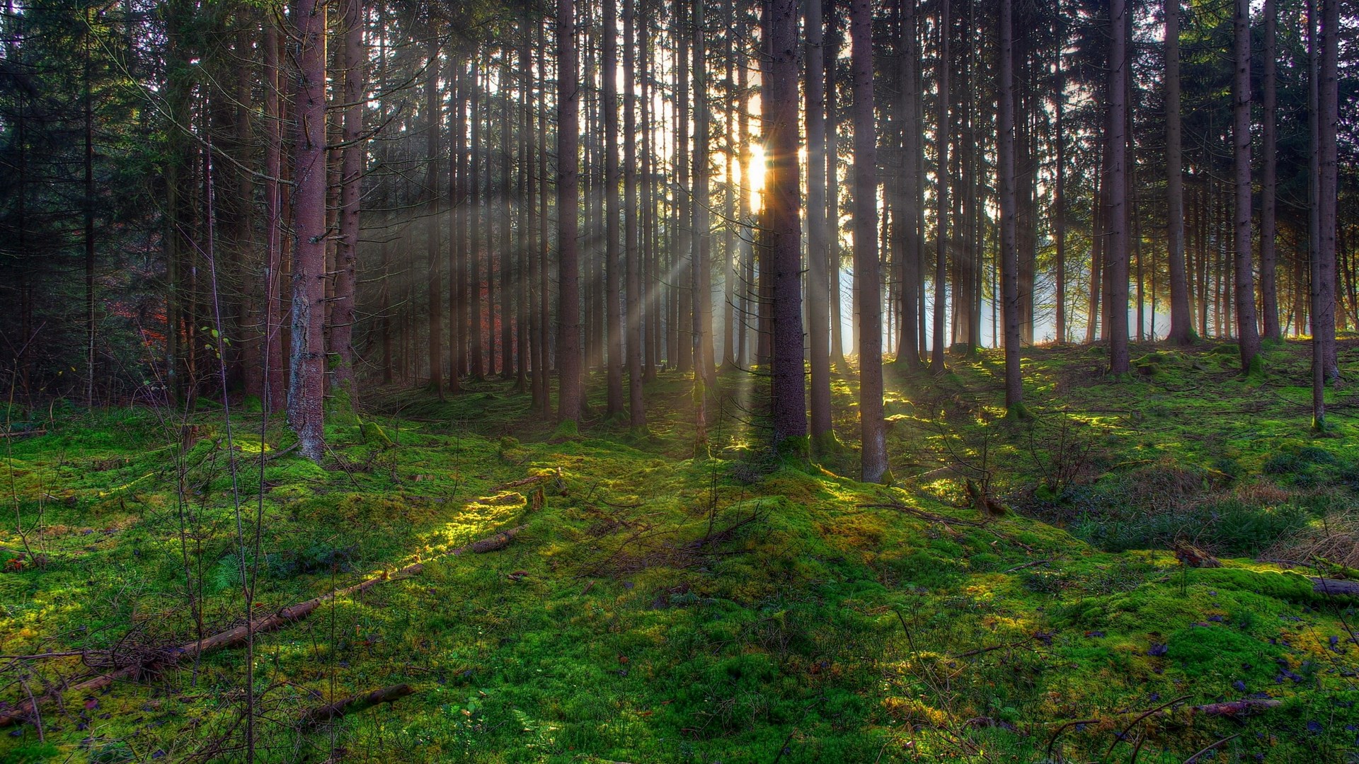 Sunlight beams through a dense forest with mossy ground HD Wallpaper