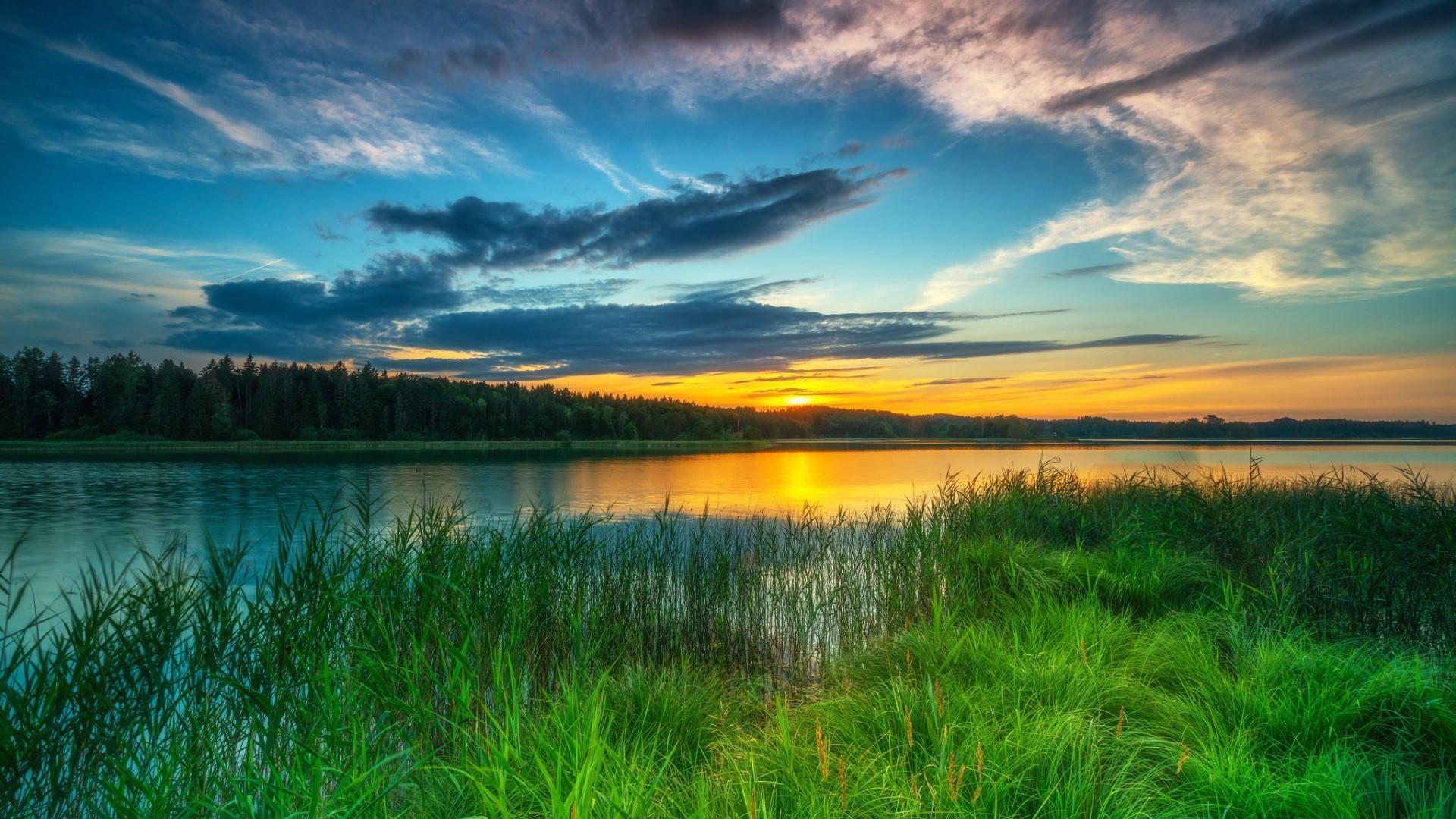 Sunset over a lake with reeds and forest HD Wallpaper