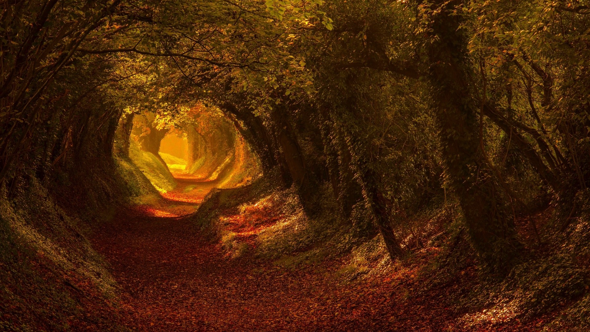 Autumn forest path with fallen leaves HD Wallpaper