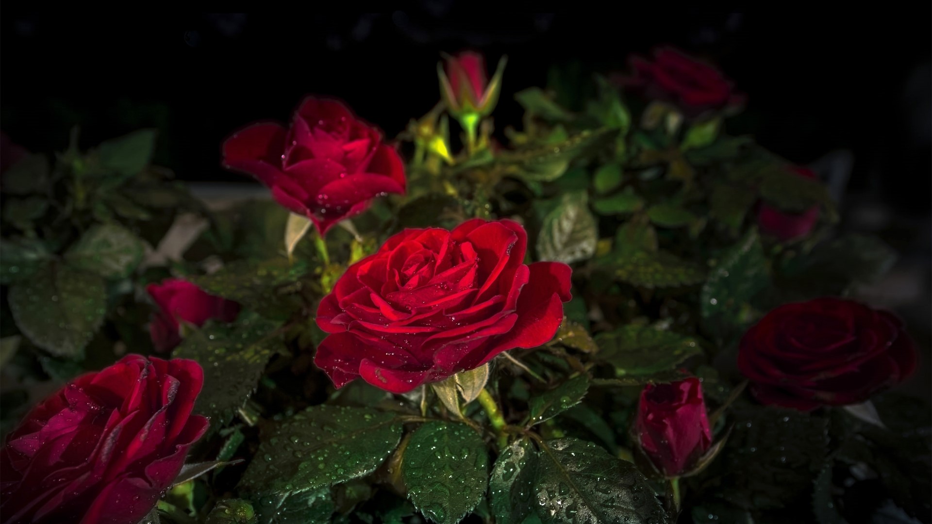 Red roses with water droplets HD Wallpaper