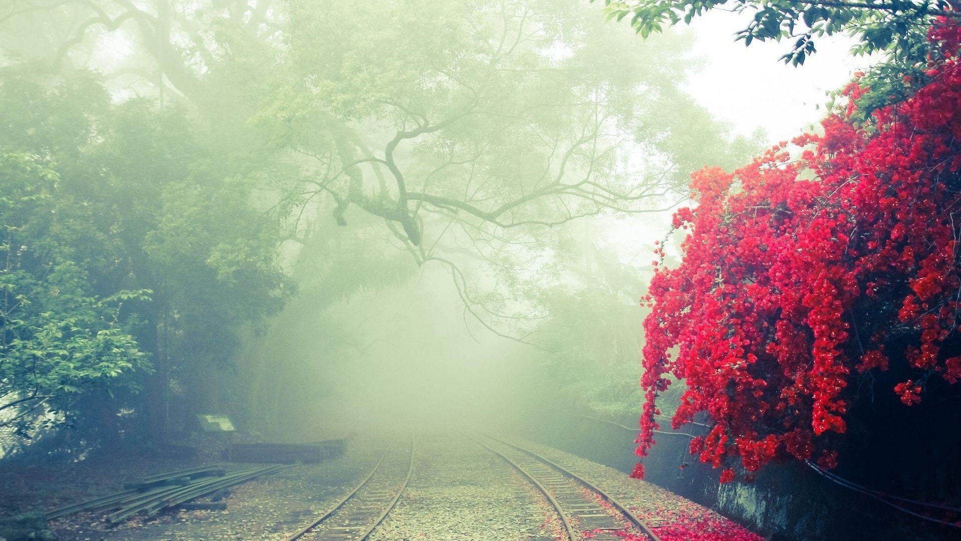 Train tracks through a foggy forest with red flowers HD Wallpaper