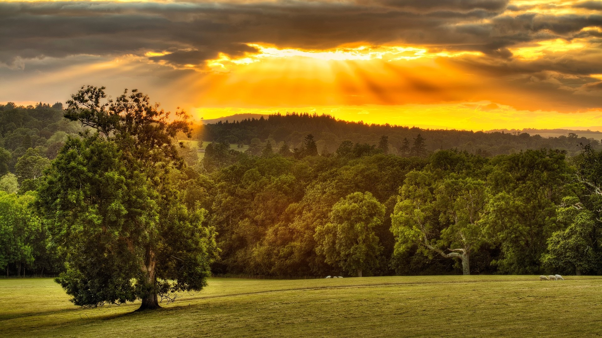Sunset over a forest landscape HD Wallpaper
