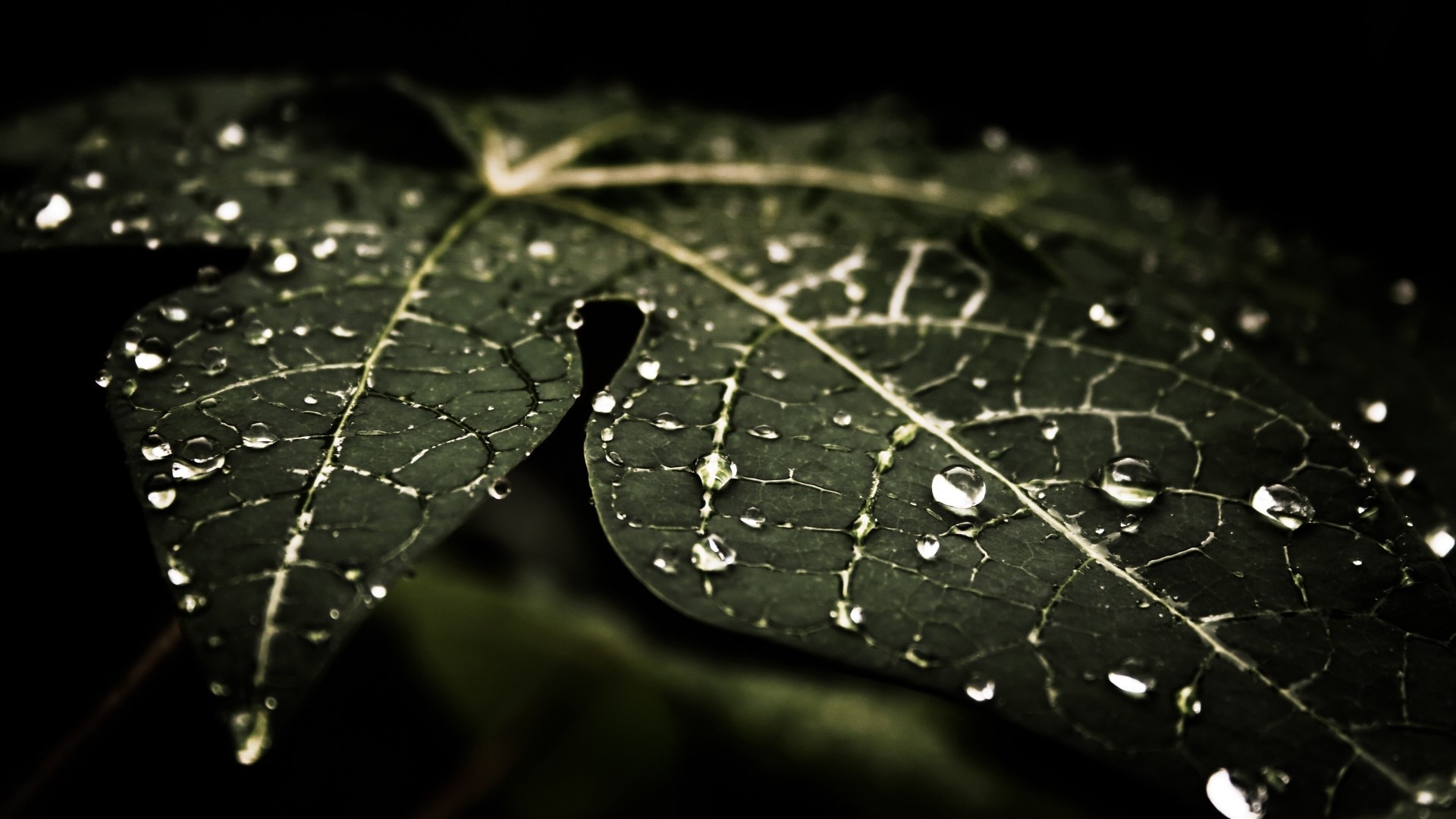 Close-up of a leaf with water drops HD Wallpaper