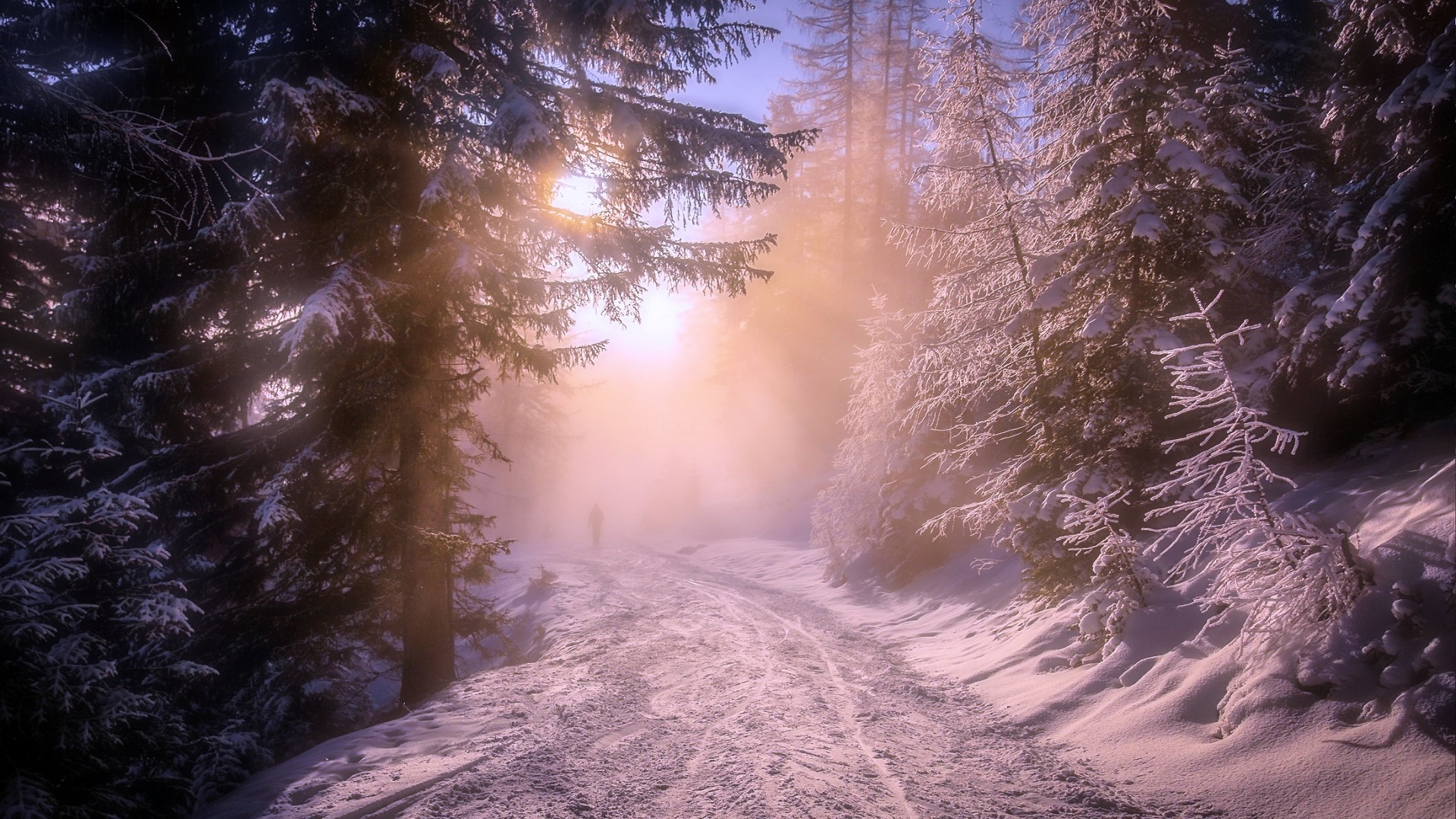 Snowy forest path with sunlit fog HD Wallpaper