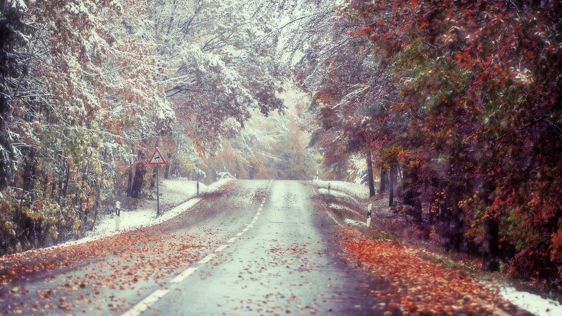 Road covered in autumn leaves and snow HD Wallpaper