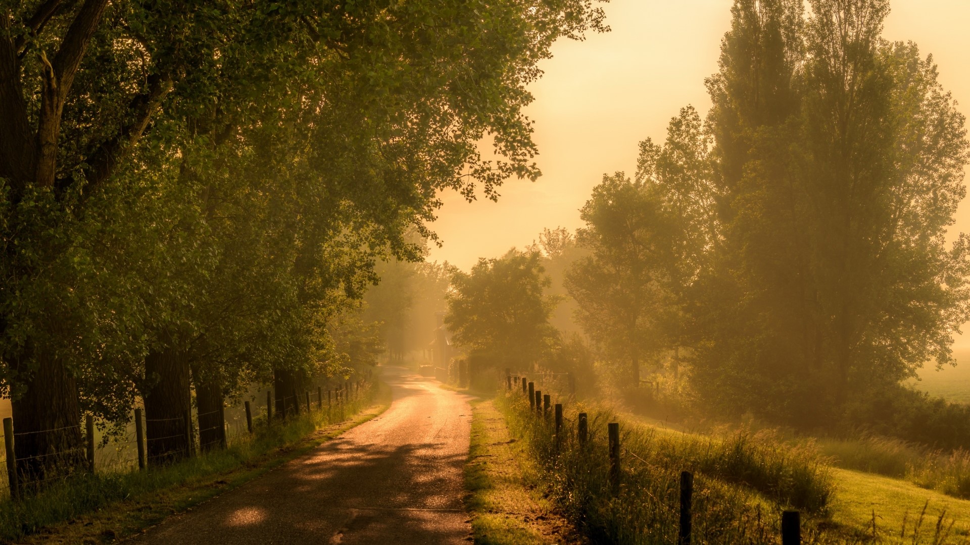 Road through a misty forest at sunrise HD Wallpaper