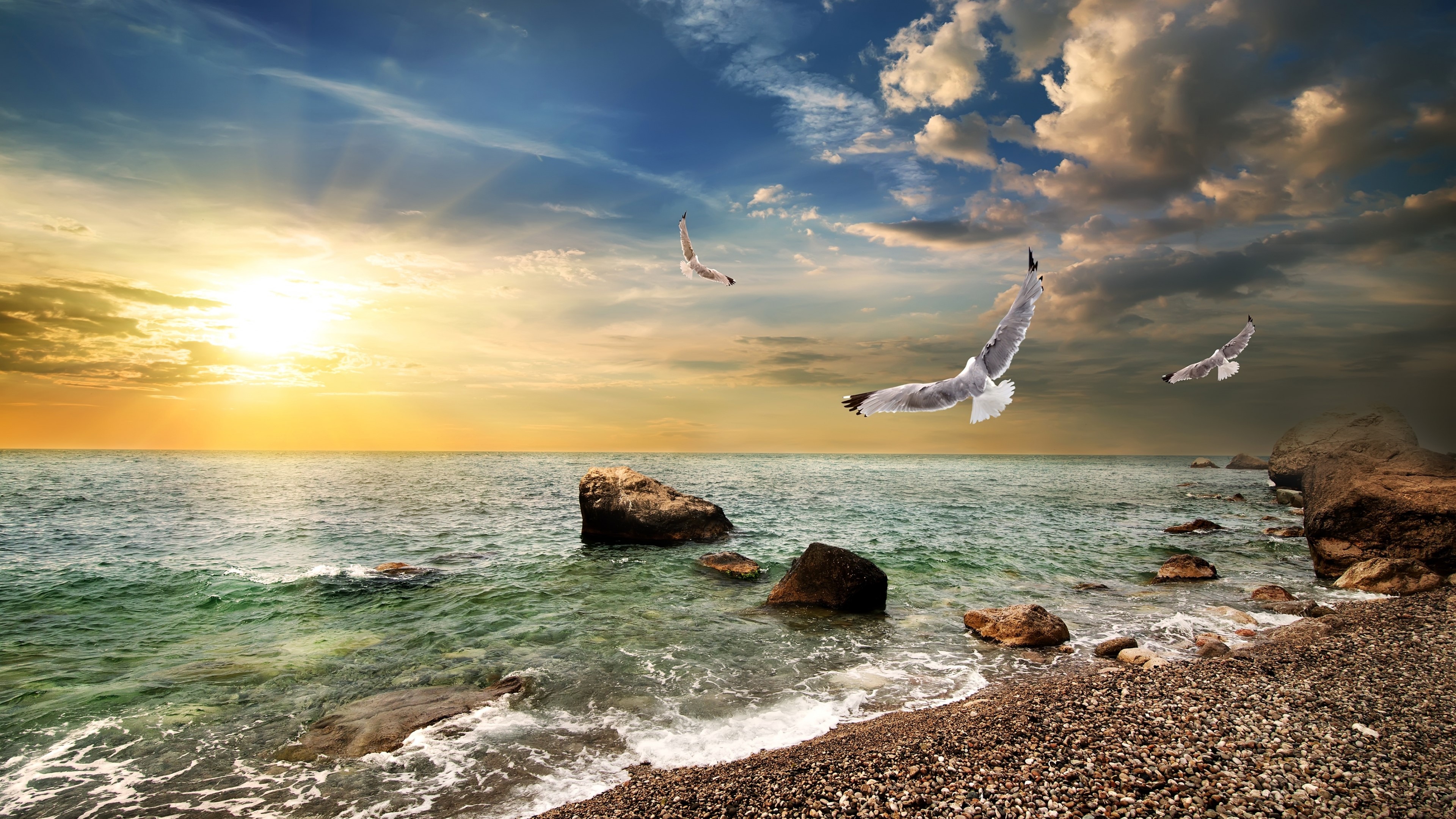 4K Seagulls flying over the ocean at sunset HD Wallpaper