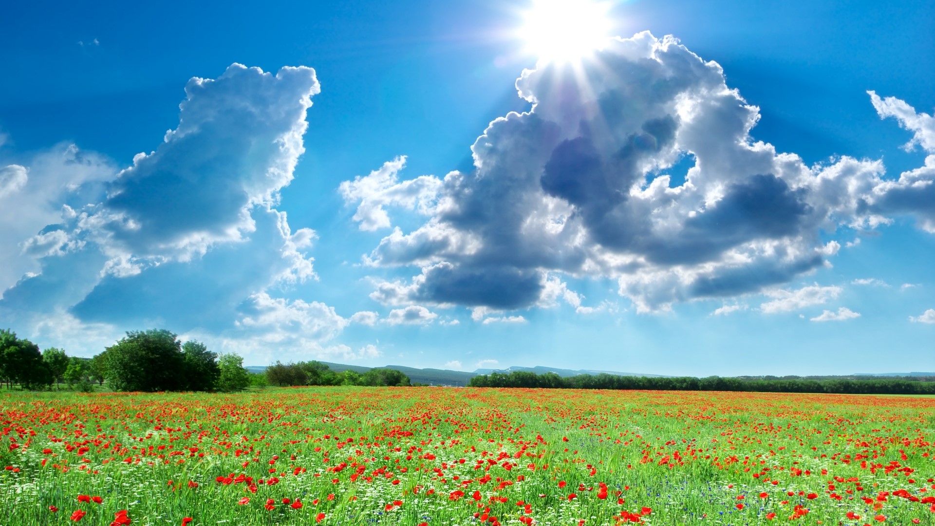 Field of poppies under a sunny sky HD Wallpaper