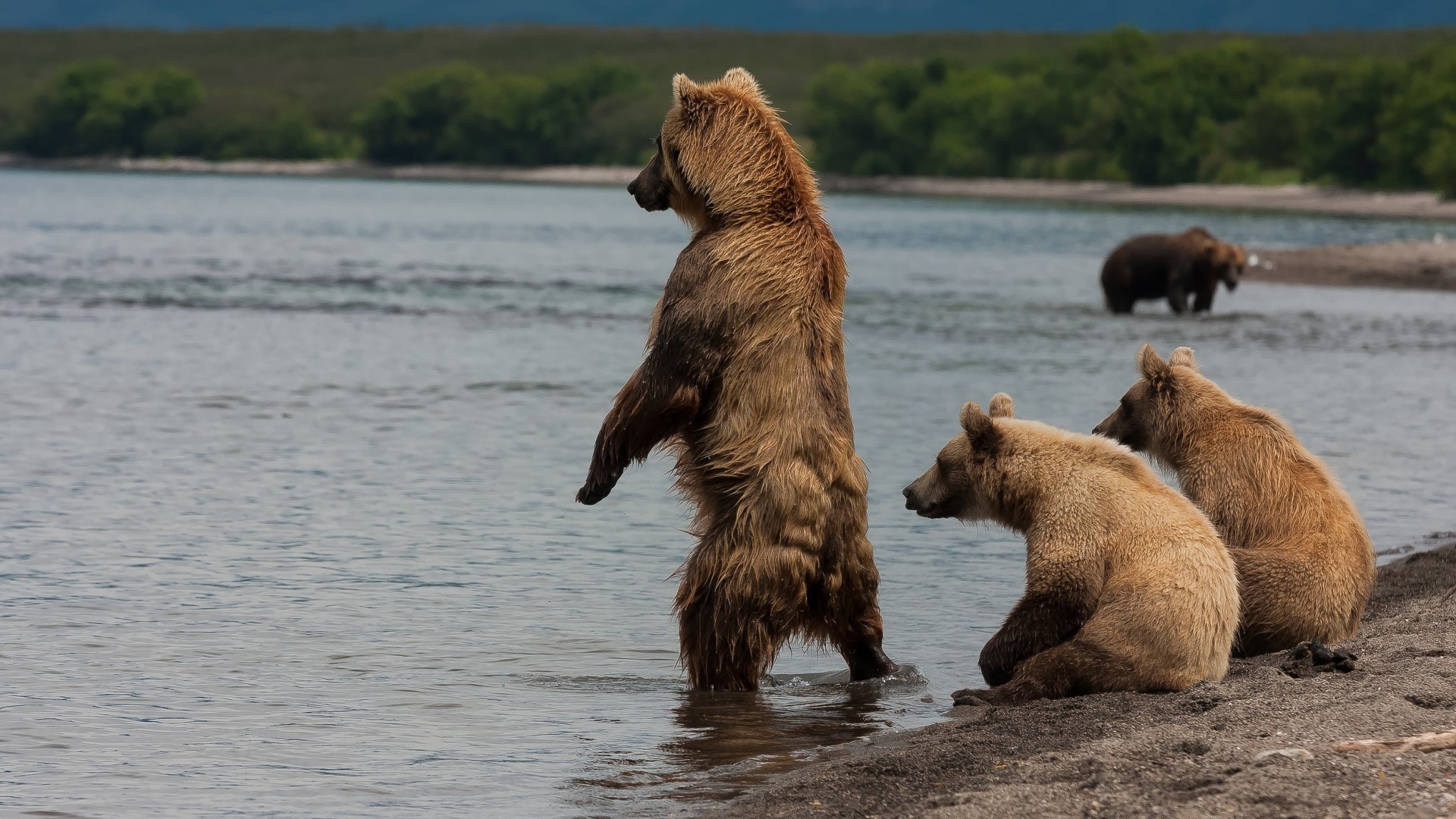 Brown Bears by a Lake HD Wallpaper