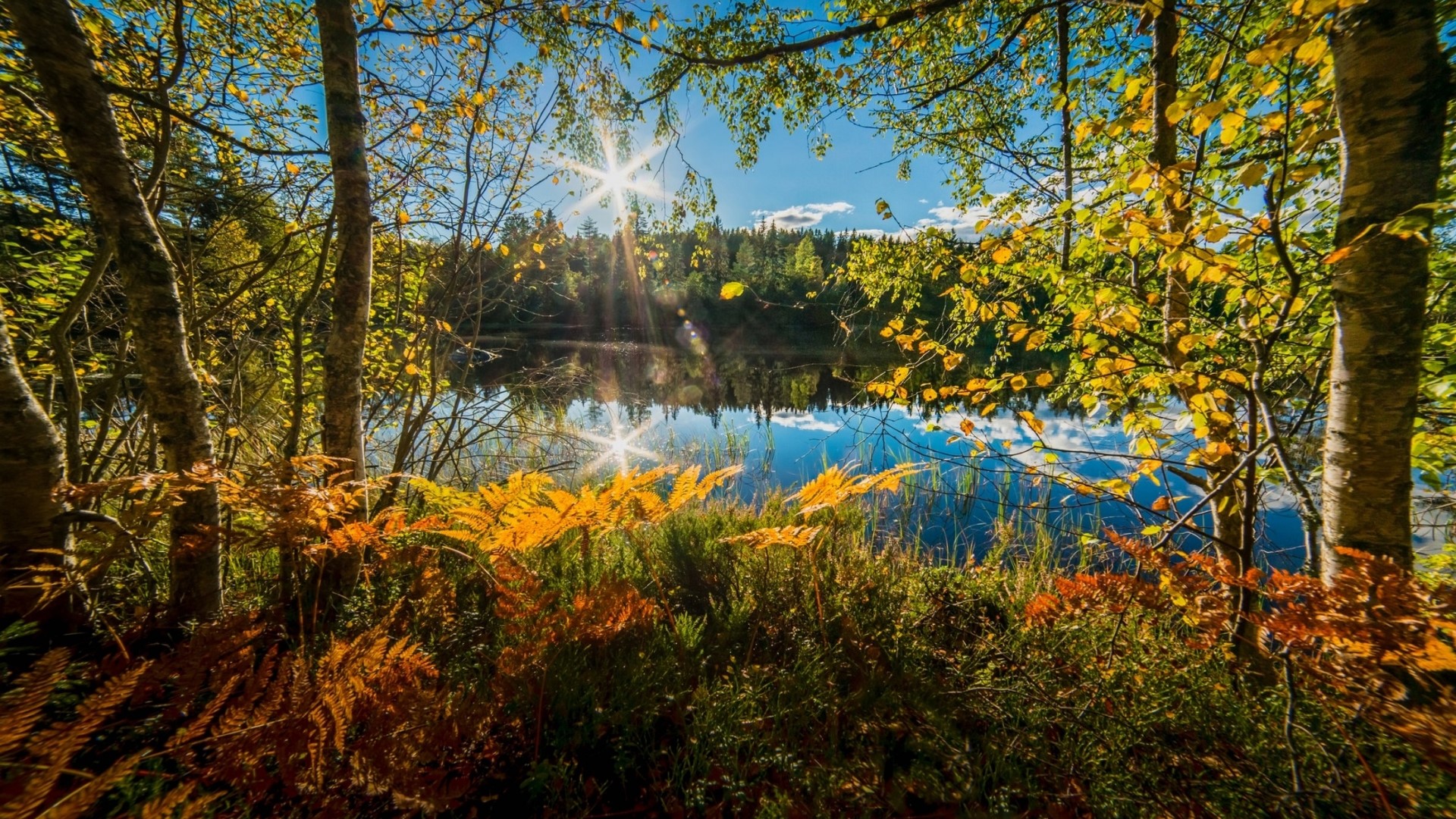 Autumn forest by a lake with sunbeams HD Wallpaper