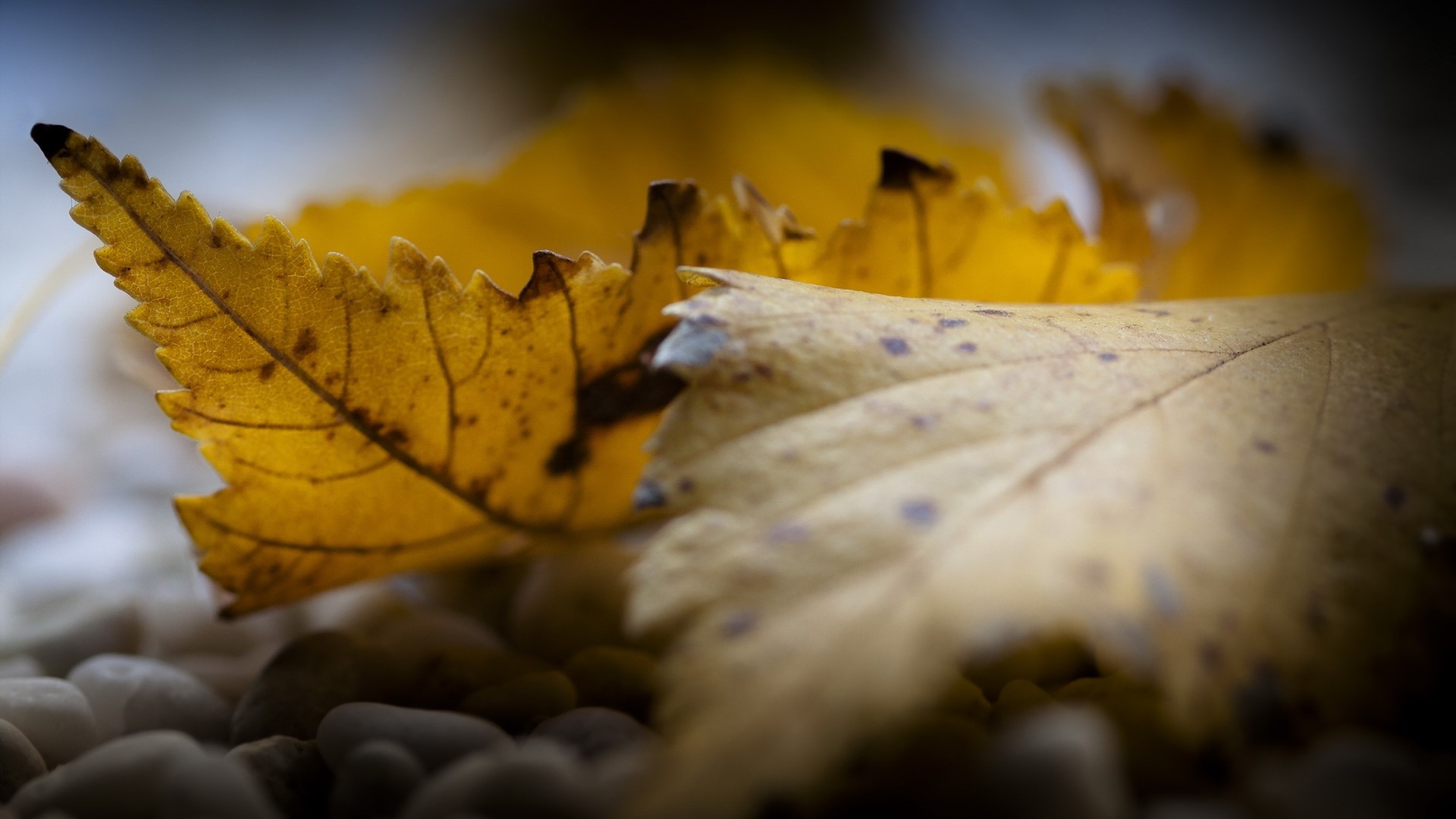Yellow and beige autumn leaves on pebbles HD Wallpaper