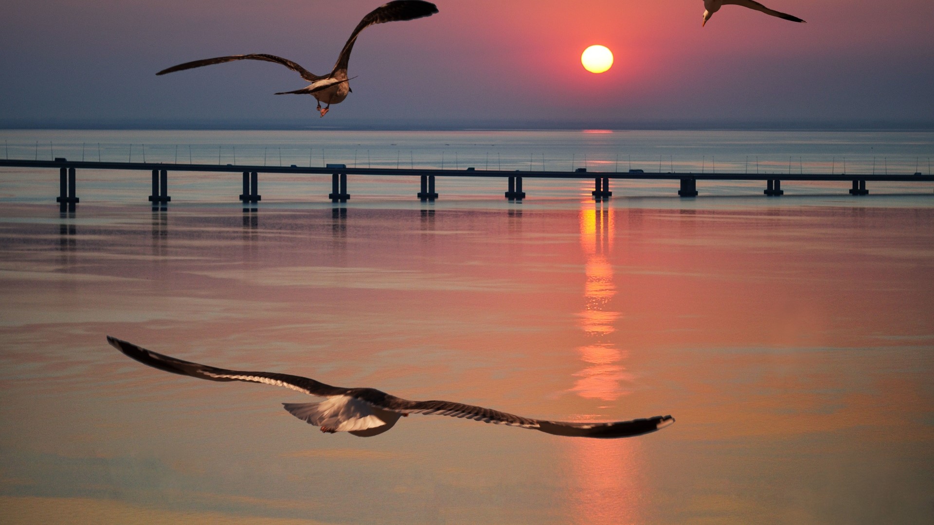 Seagulls flying over water at sunset with bridge HD Wallpaper